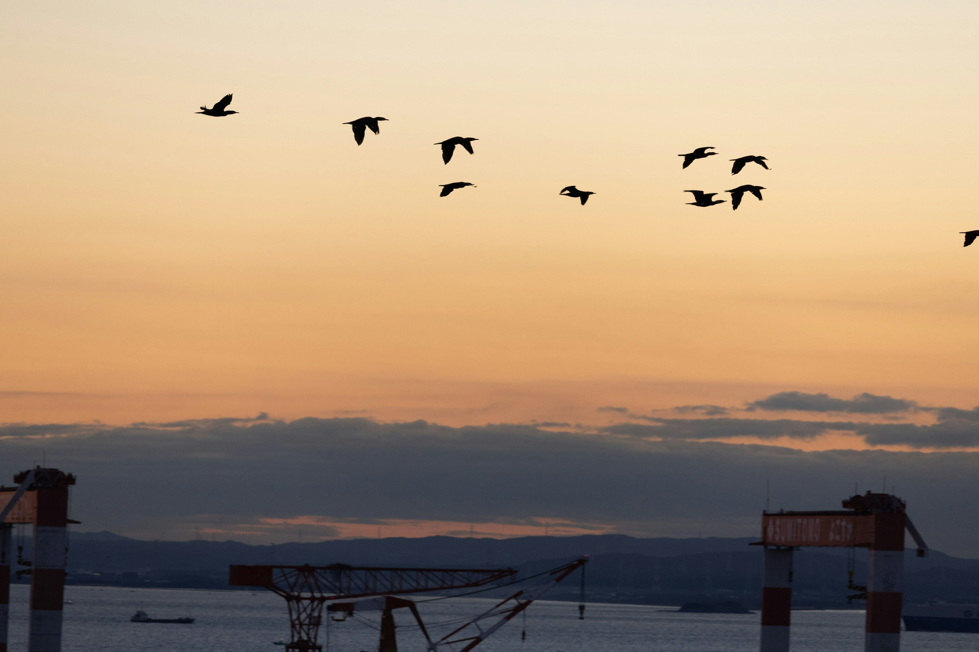 夕焼けの空を背景に飛ぶ鳥たちとクレーンのシルエット