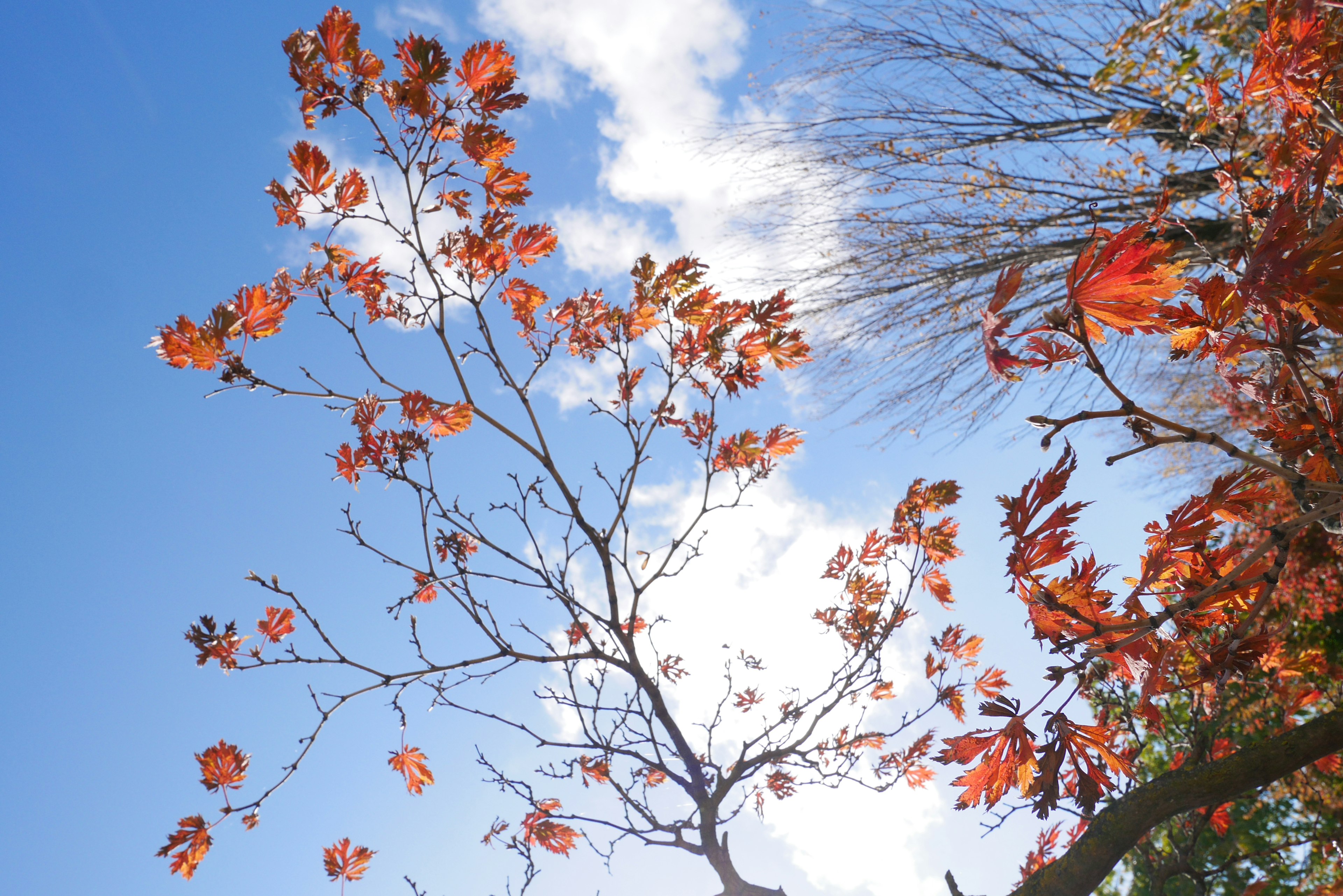 Ramas de árbol con hojas rojas contra un cielo azul