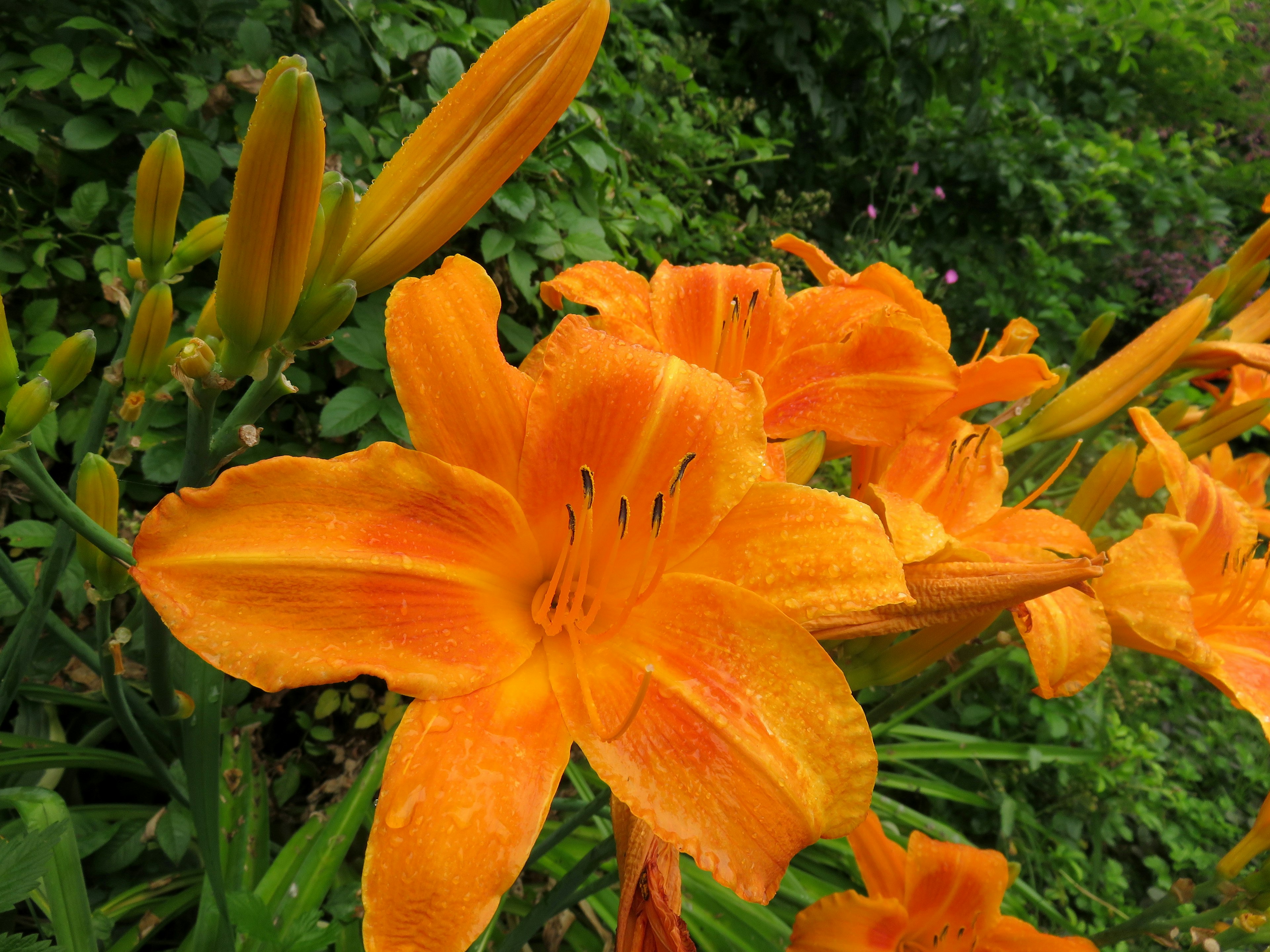 一朵鲜艳的橙色百合花盛开，背景有绿色叶子