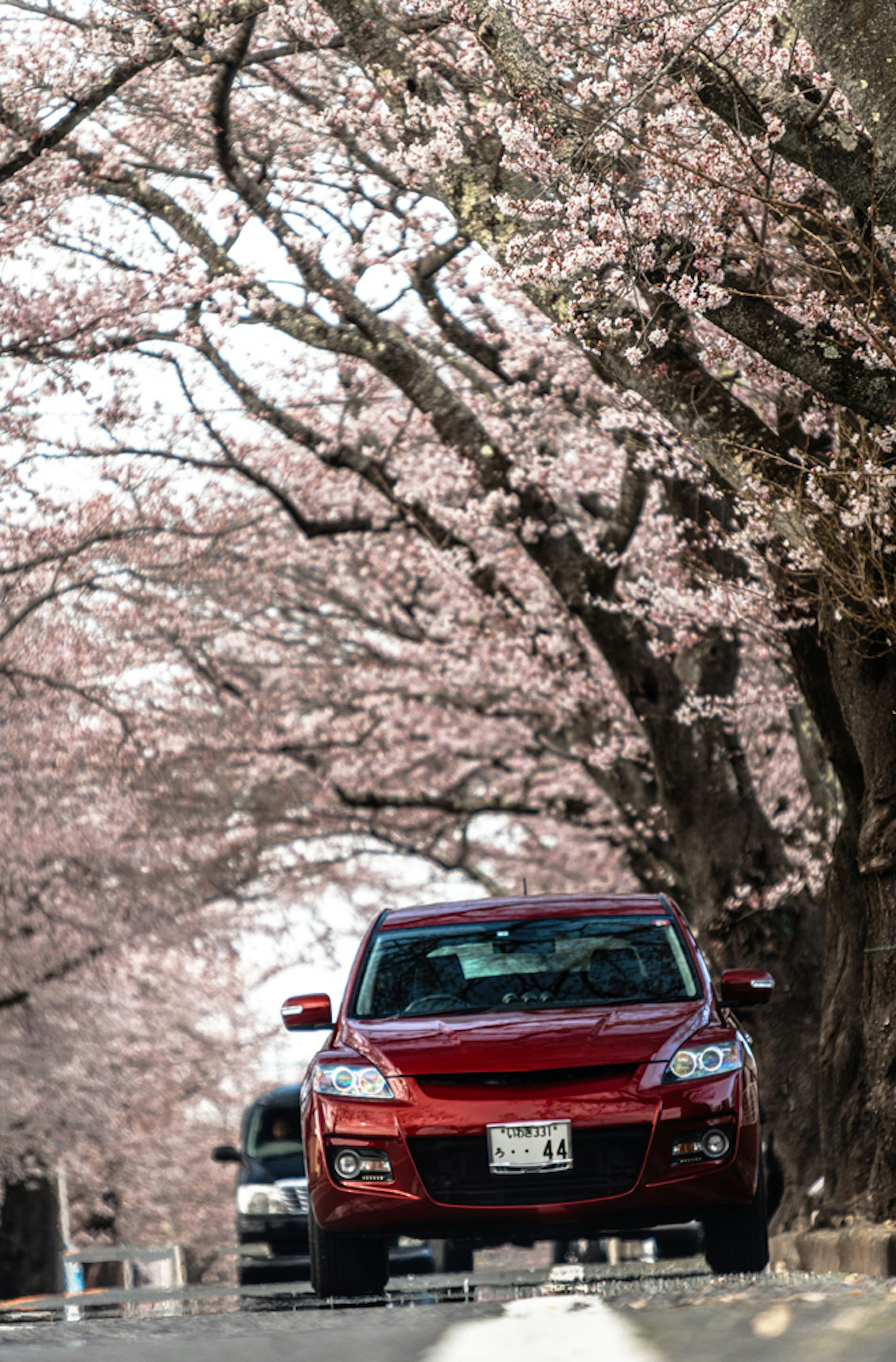 Coche rojo conduciendo por una carretera flanqueada por cerezos en flor