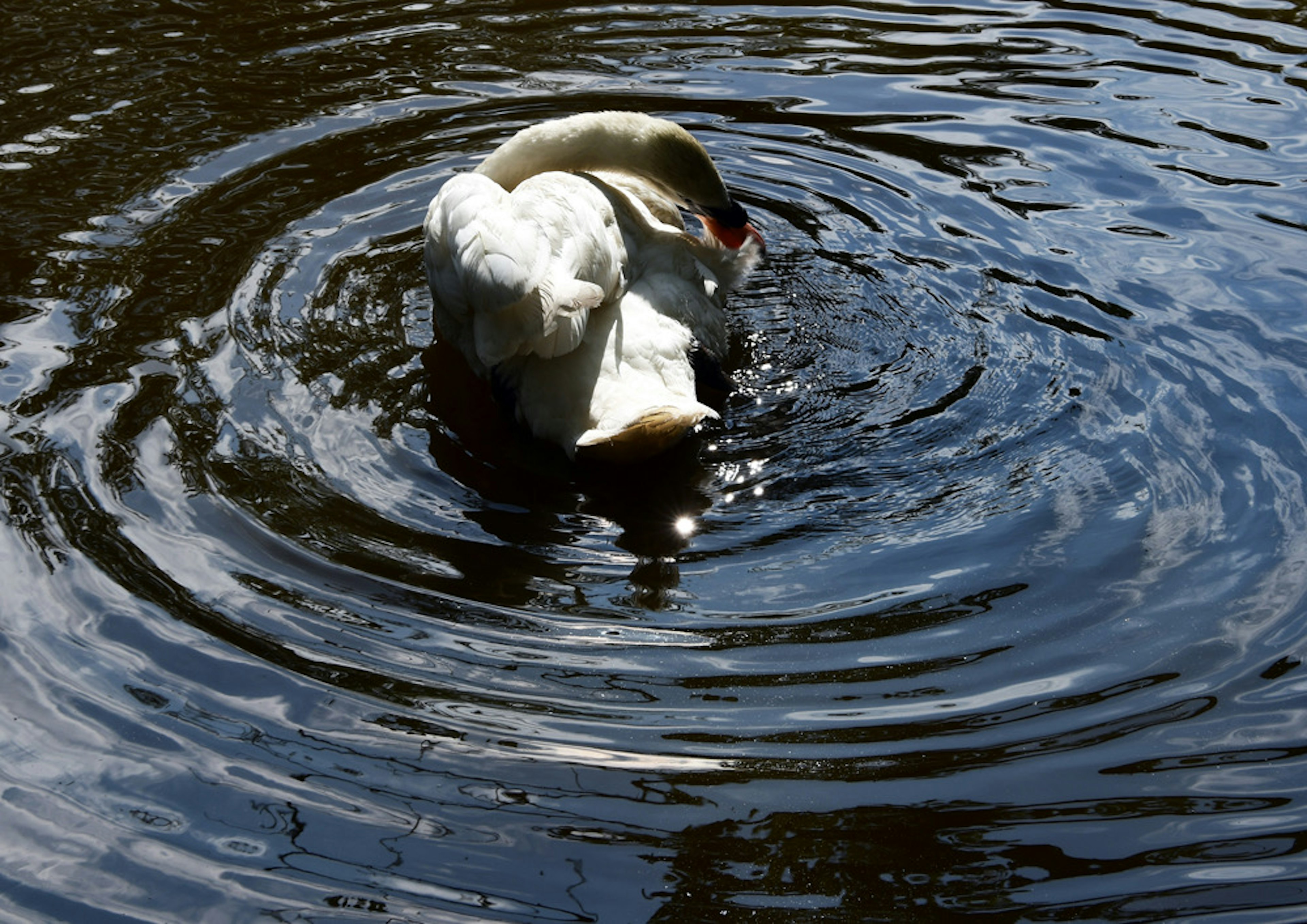 A swan diving into the water creating ripples