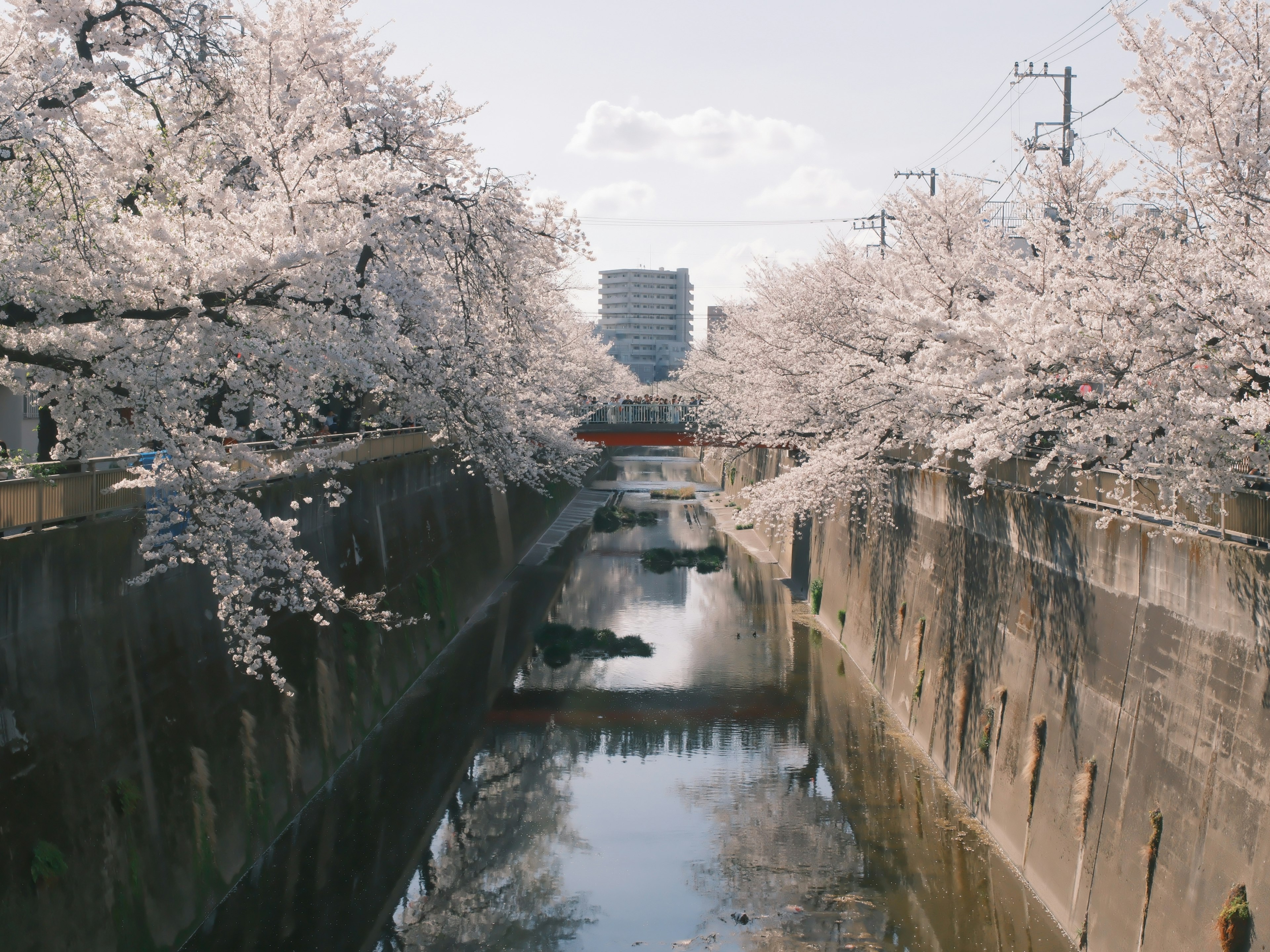 Cherry blossom trees lining a river with buildings in the background