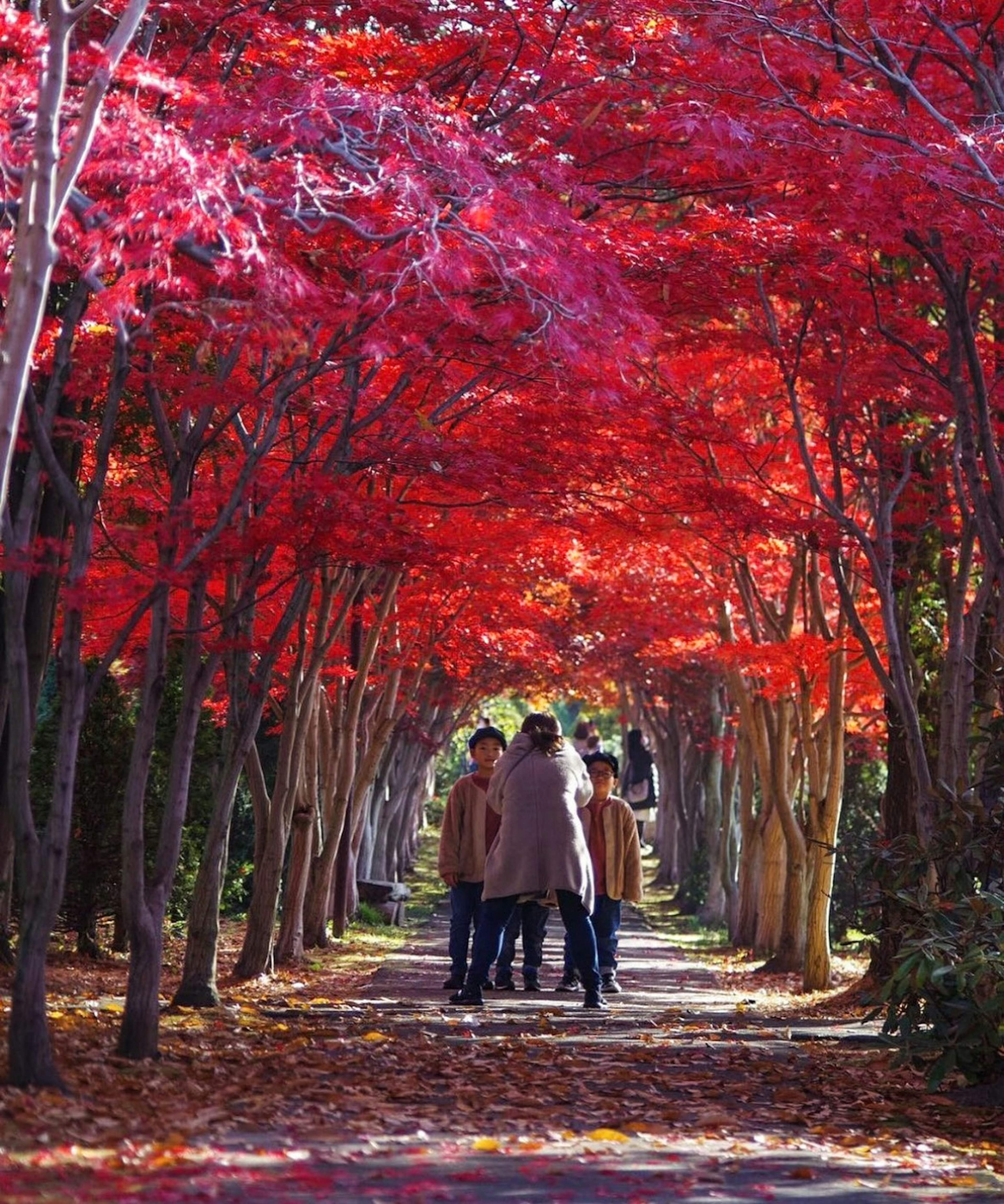 People walking under vibrant red maple trees