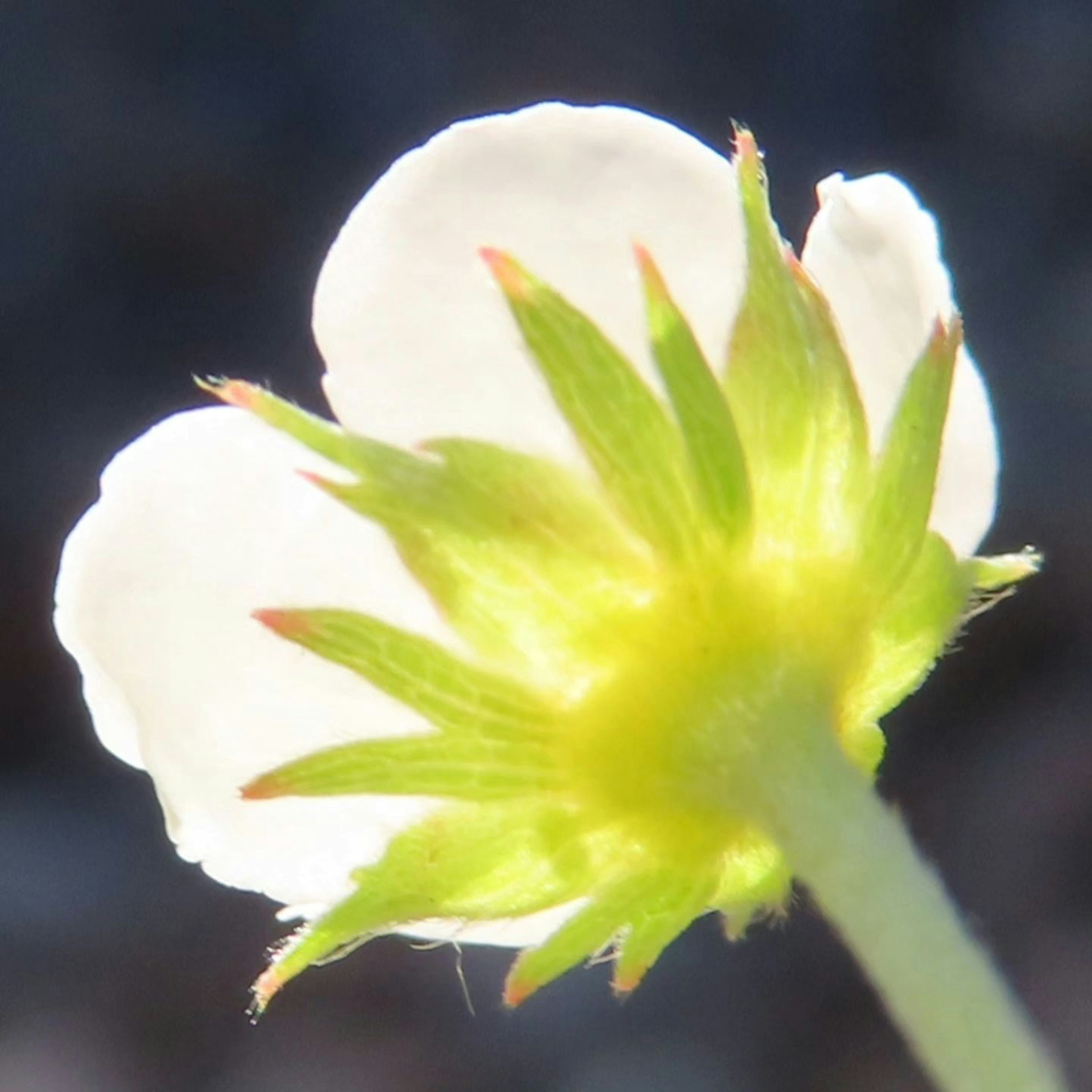 Rückansicht einer weißen Blume mit grünen Blättern und einer Knospe