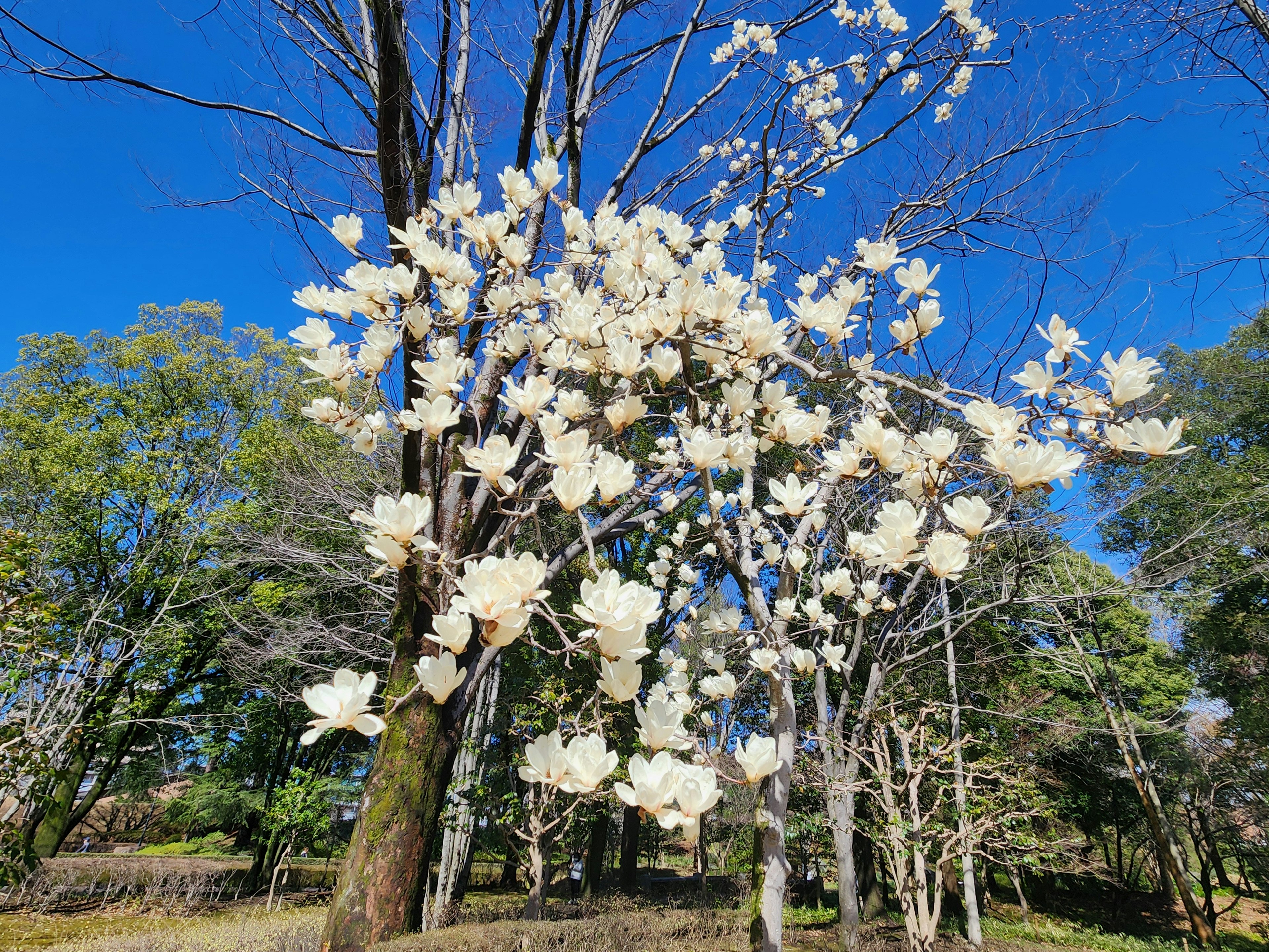 A tree branch with white flowers under a blue sky