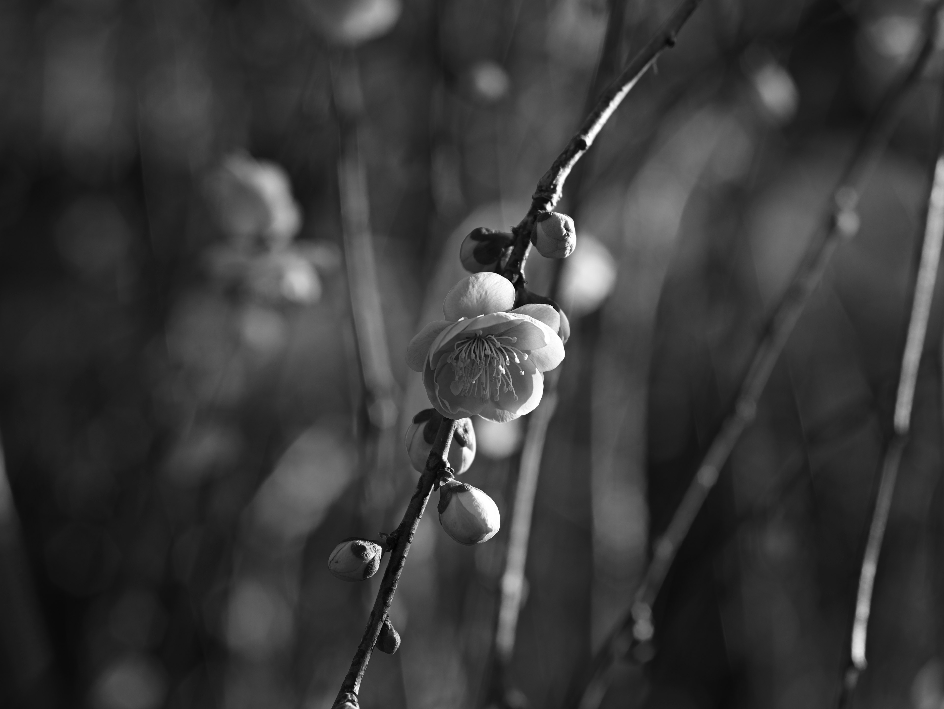 Gros plan de boutons de fleurs sur une branche en noir et blanc