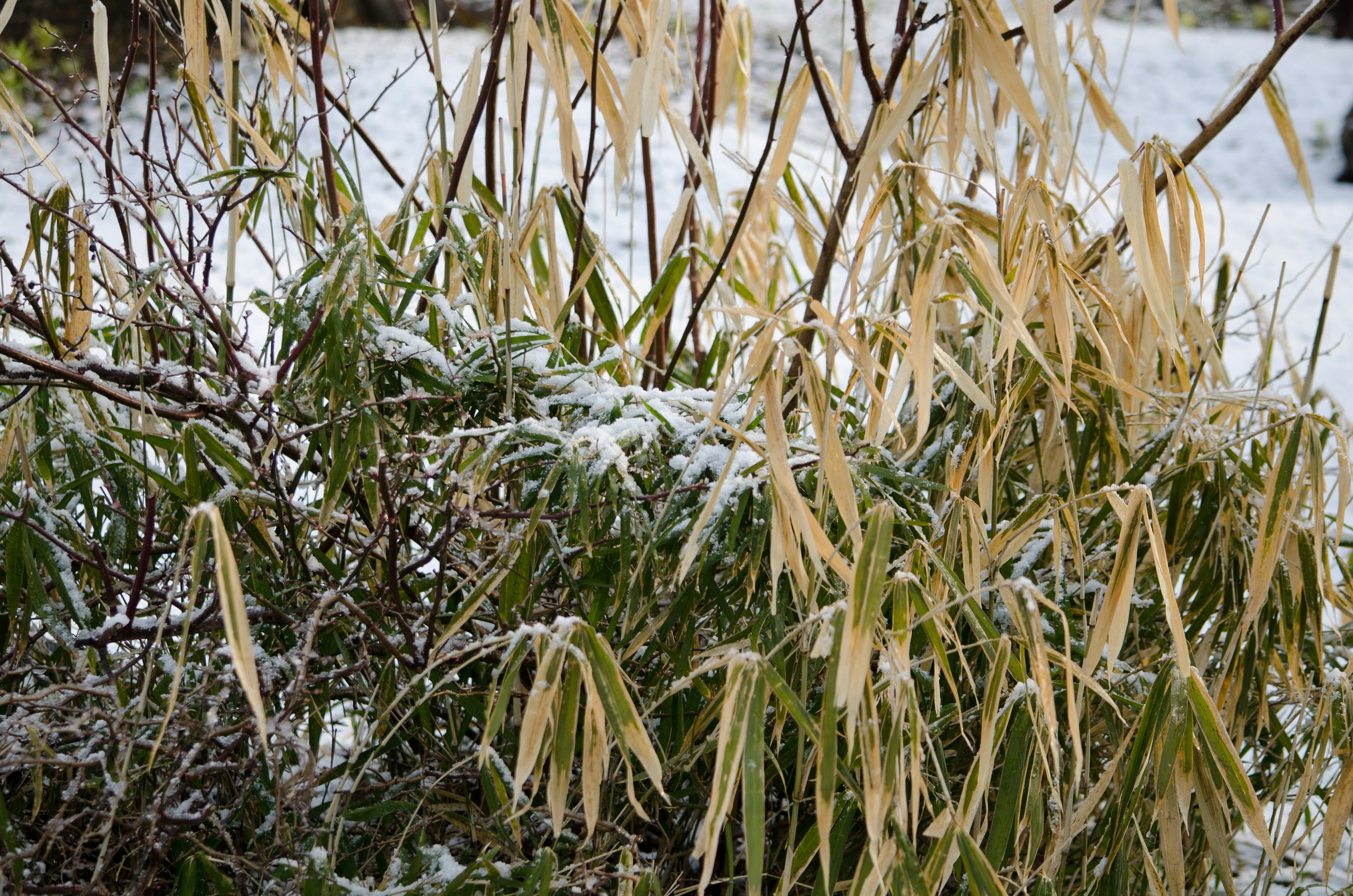 Scene of bamboo leaves with pale yellow and green colors covered in snow