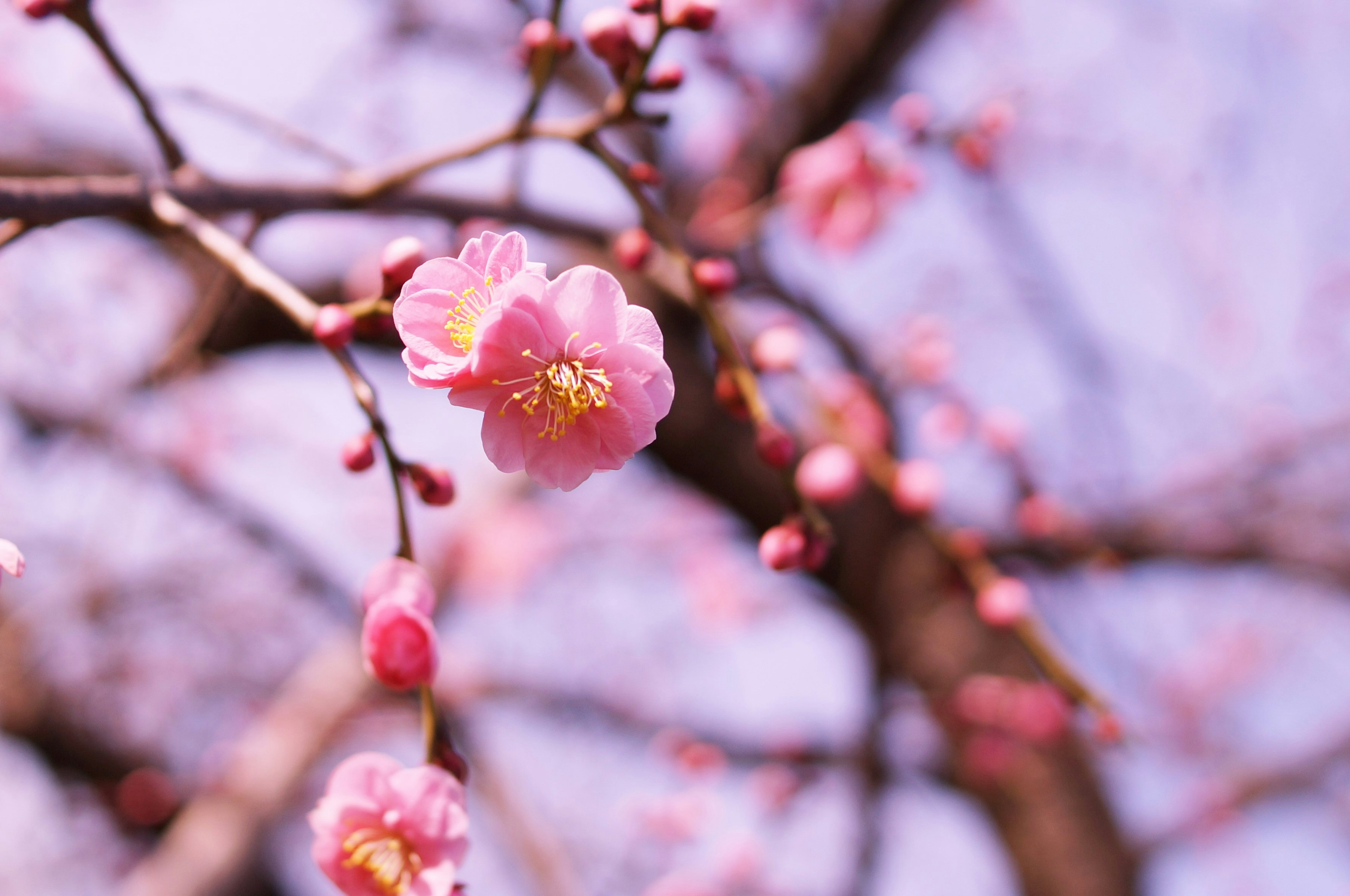 桜の花が咲いている枝のクローズアップ