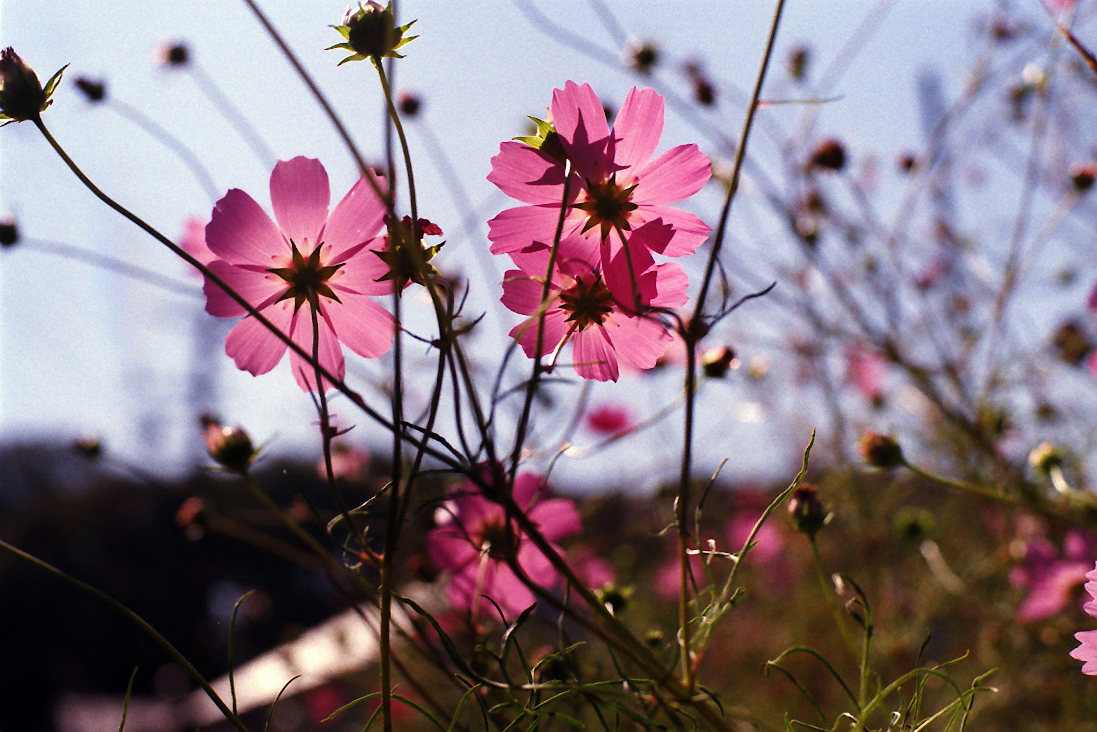 Rosa Kosmeenblüten blühen unter einem blauen Himmel