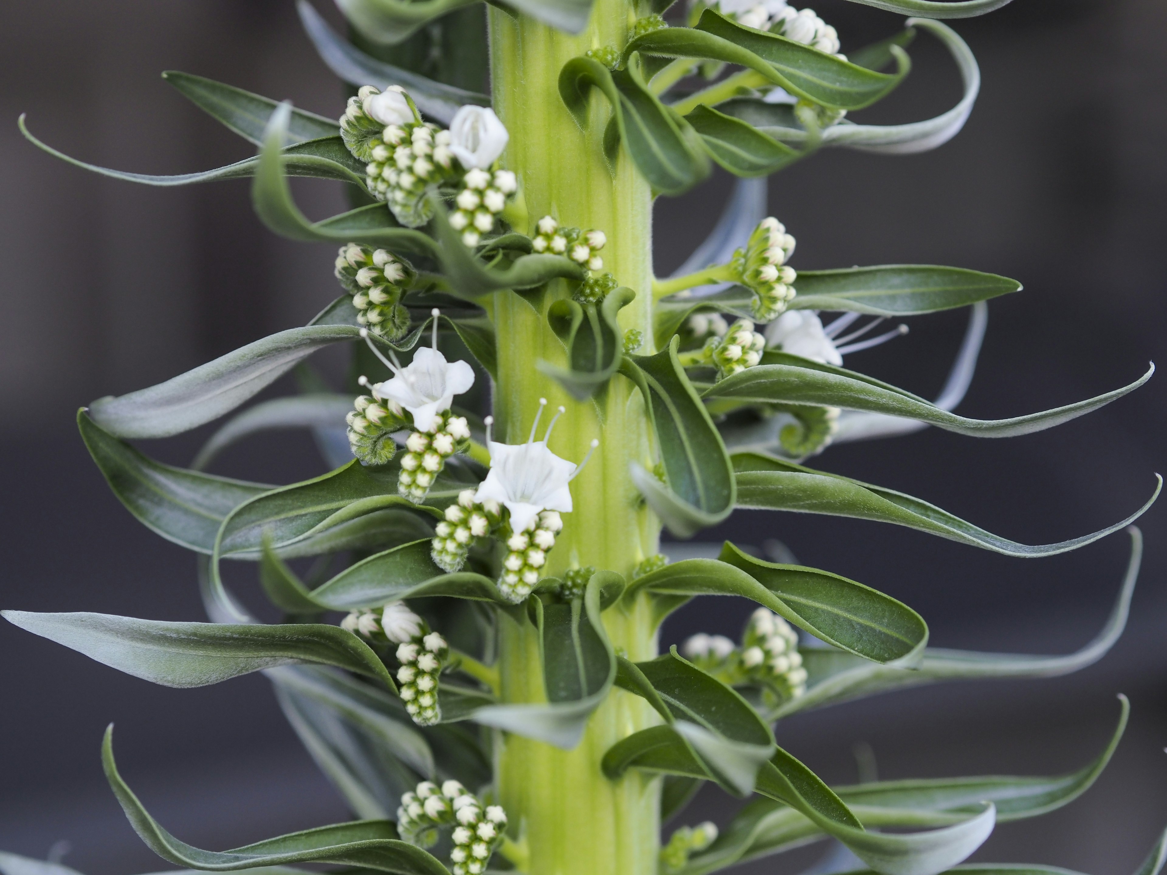 綠色莖的植物，具有小白花和花蕾