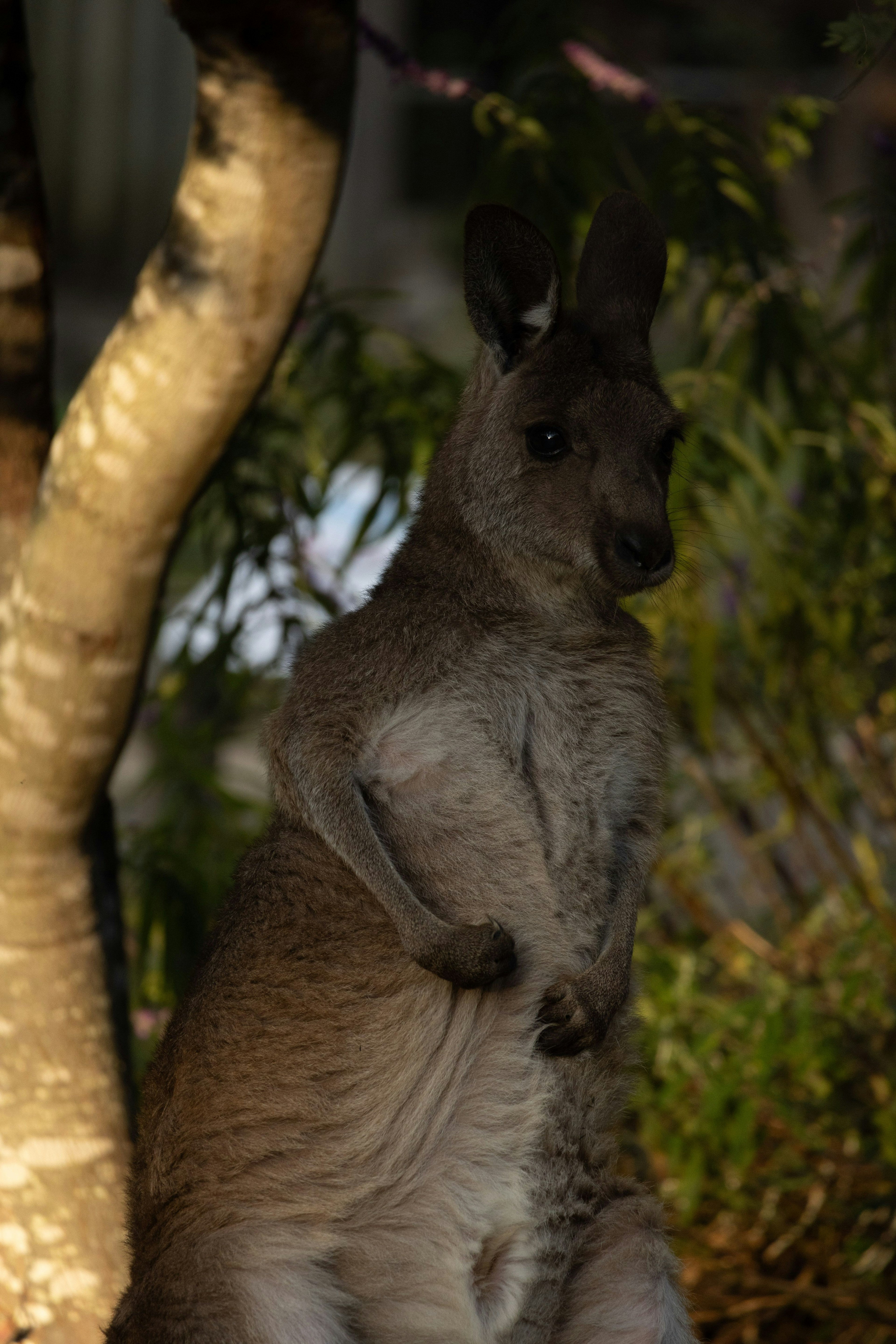 Một con kangaroo đứng bên cạnh cây trong môi trường tự nhiên