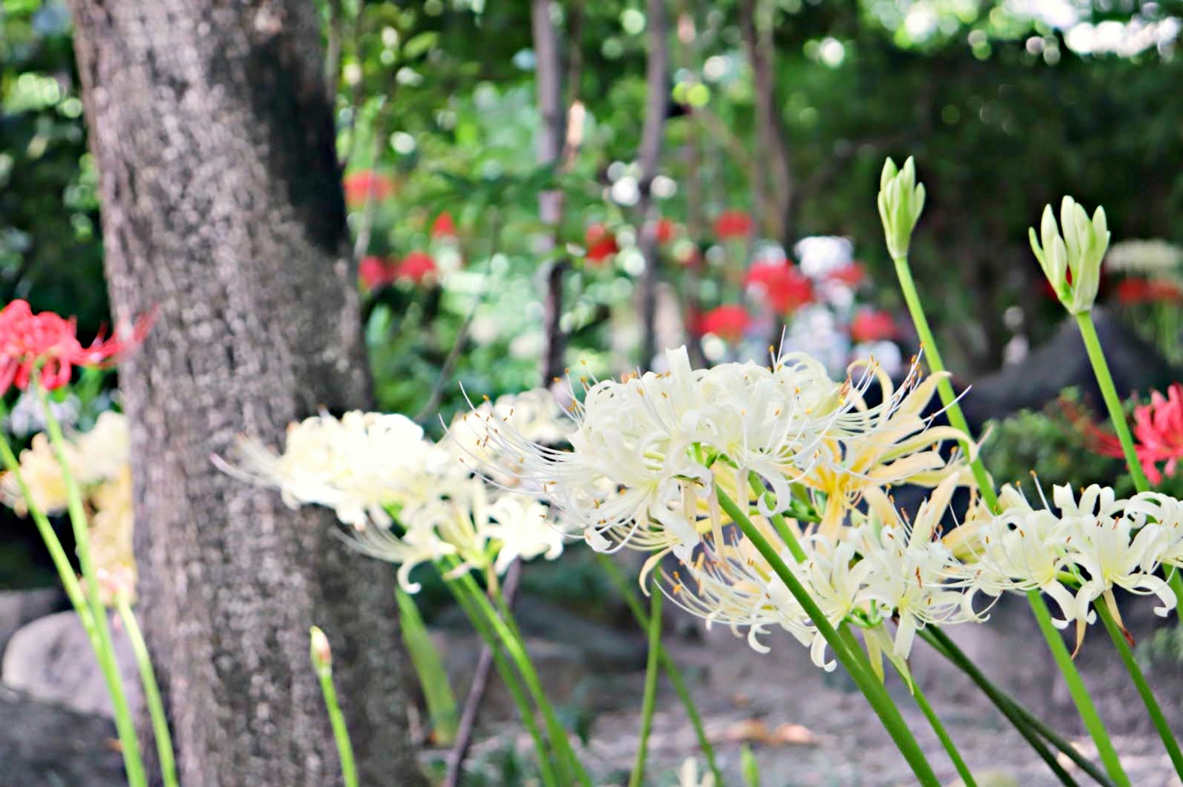 Scène de jardin avec des fleurs blanches et un feuillage vert