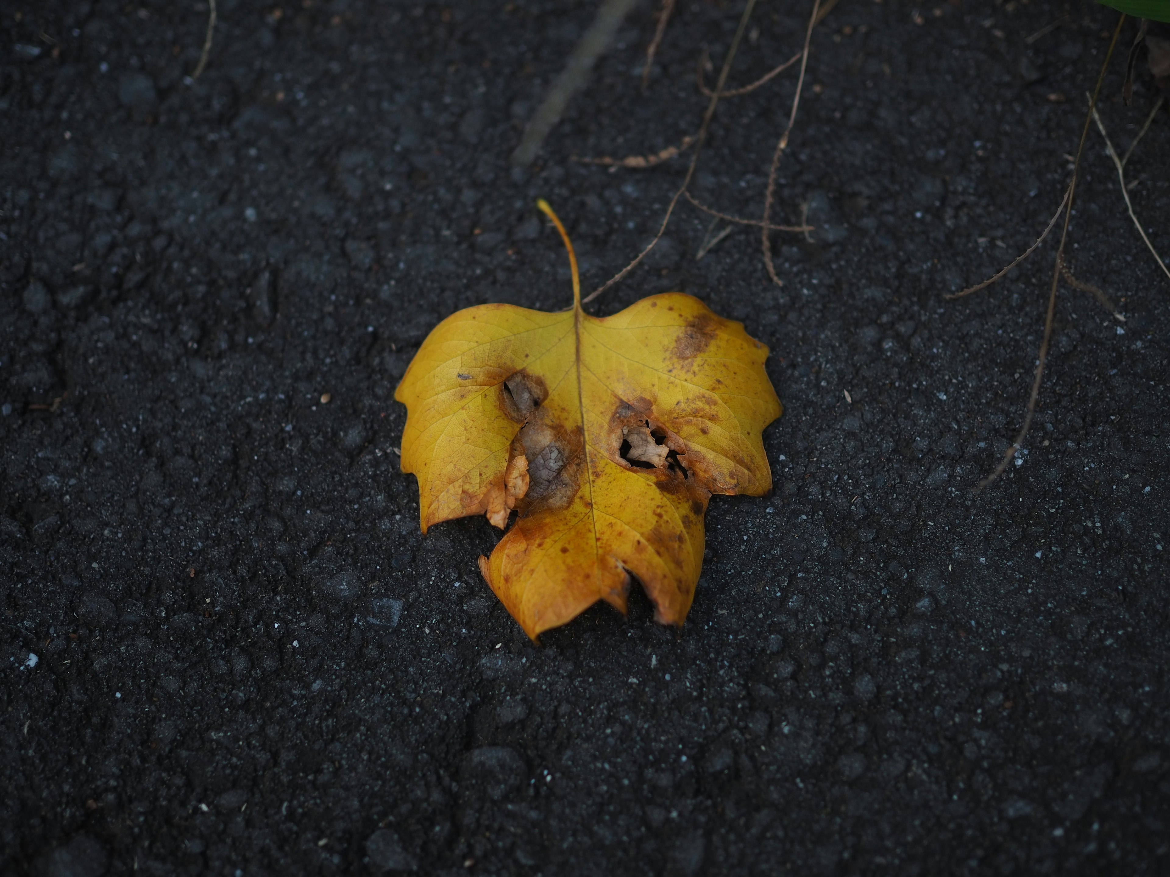 Une feuille jaune reposant sur un sol sombre