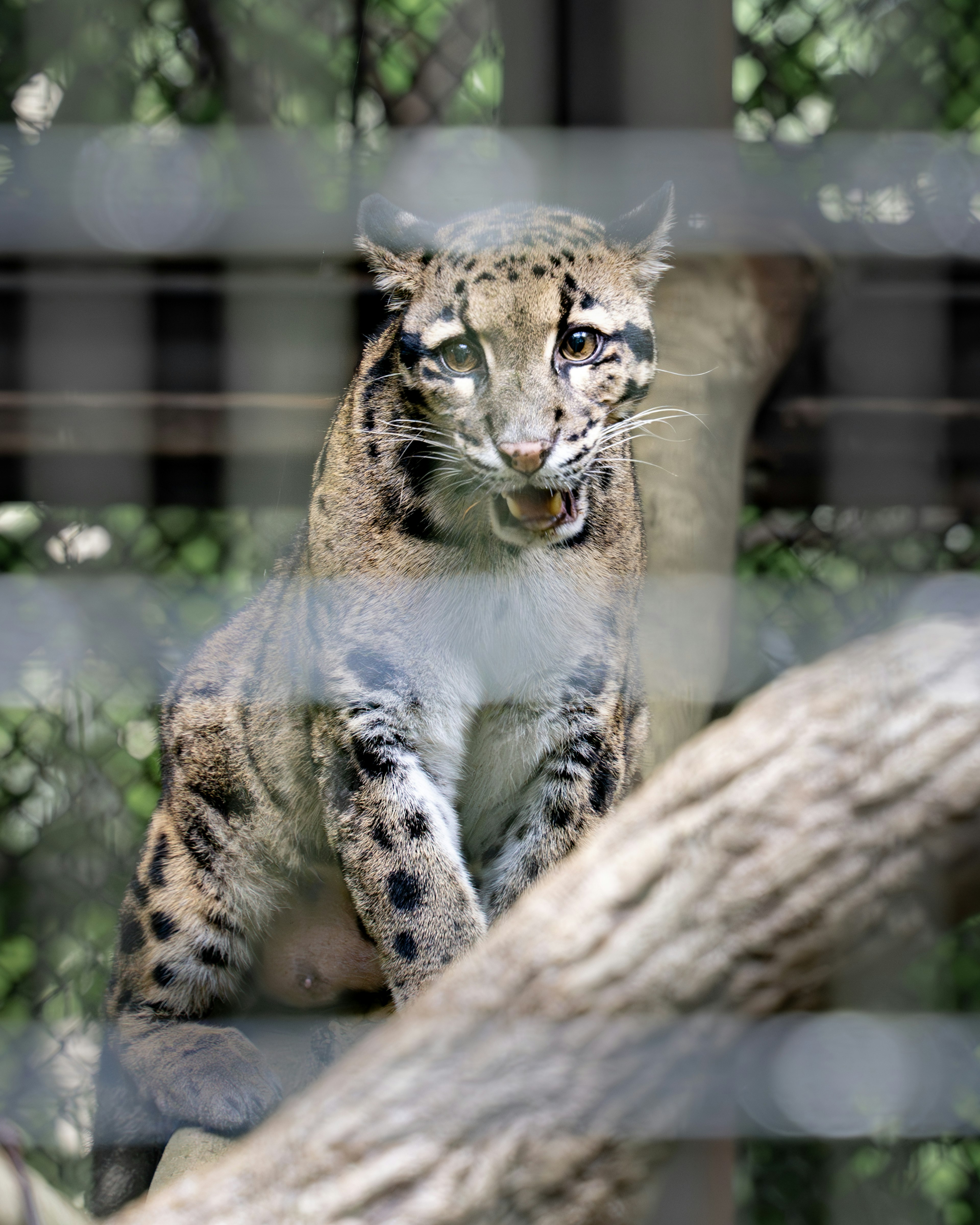 Close-up of a beautiful clouded leopard perched on a tree with distinctive spotted fur