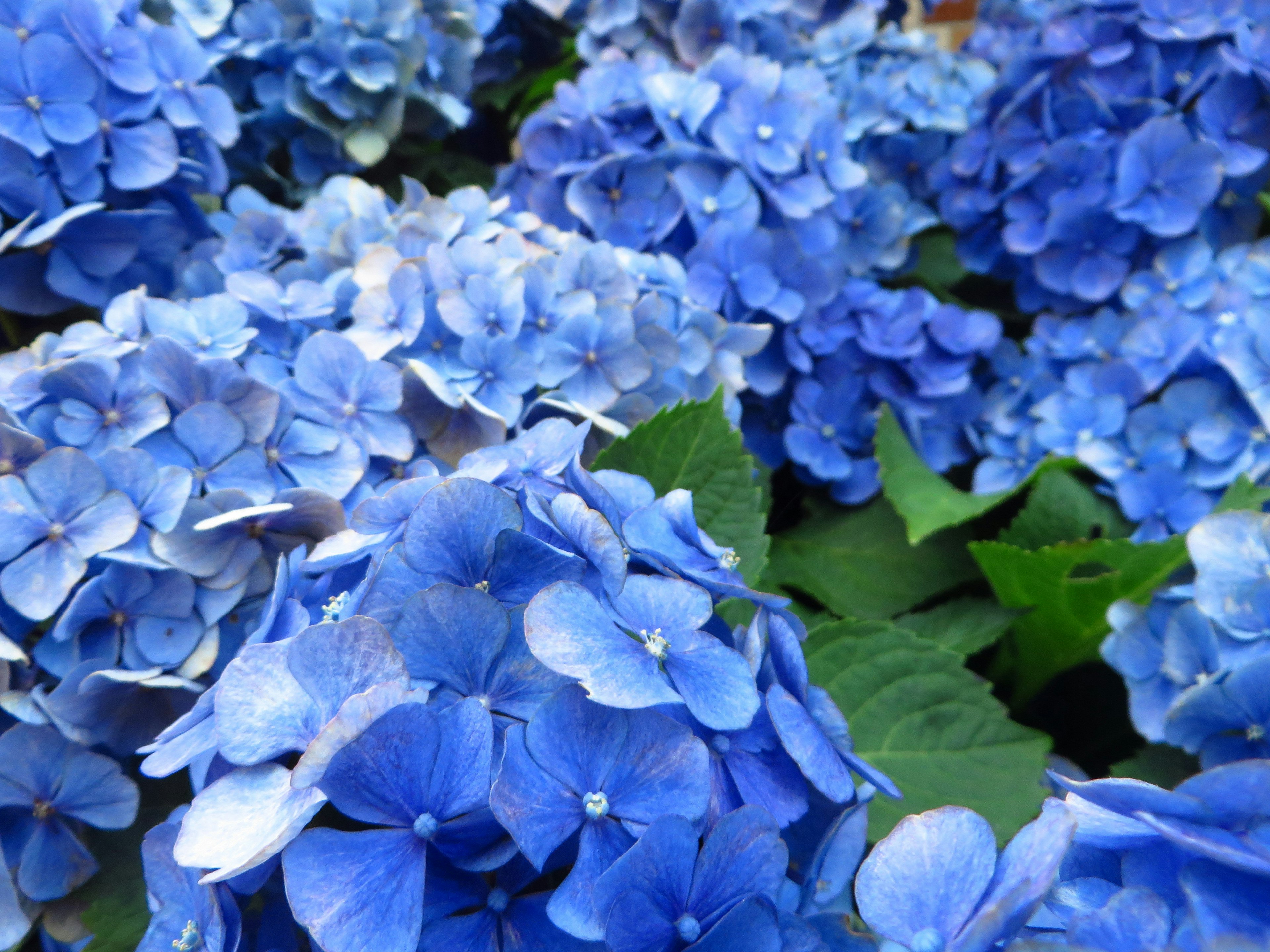 Close-up of blue hydrangea flowers in full bloom