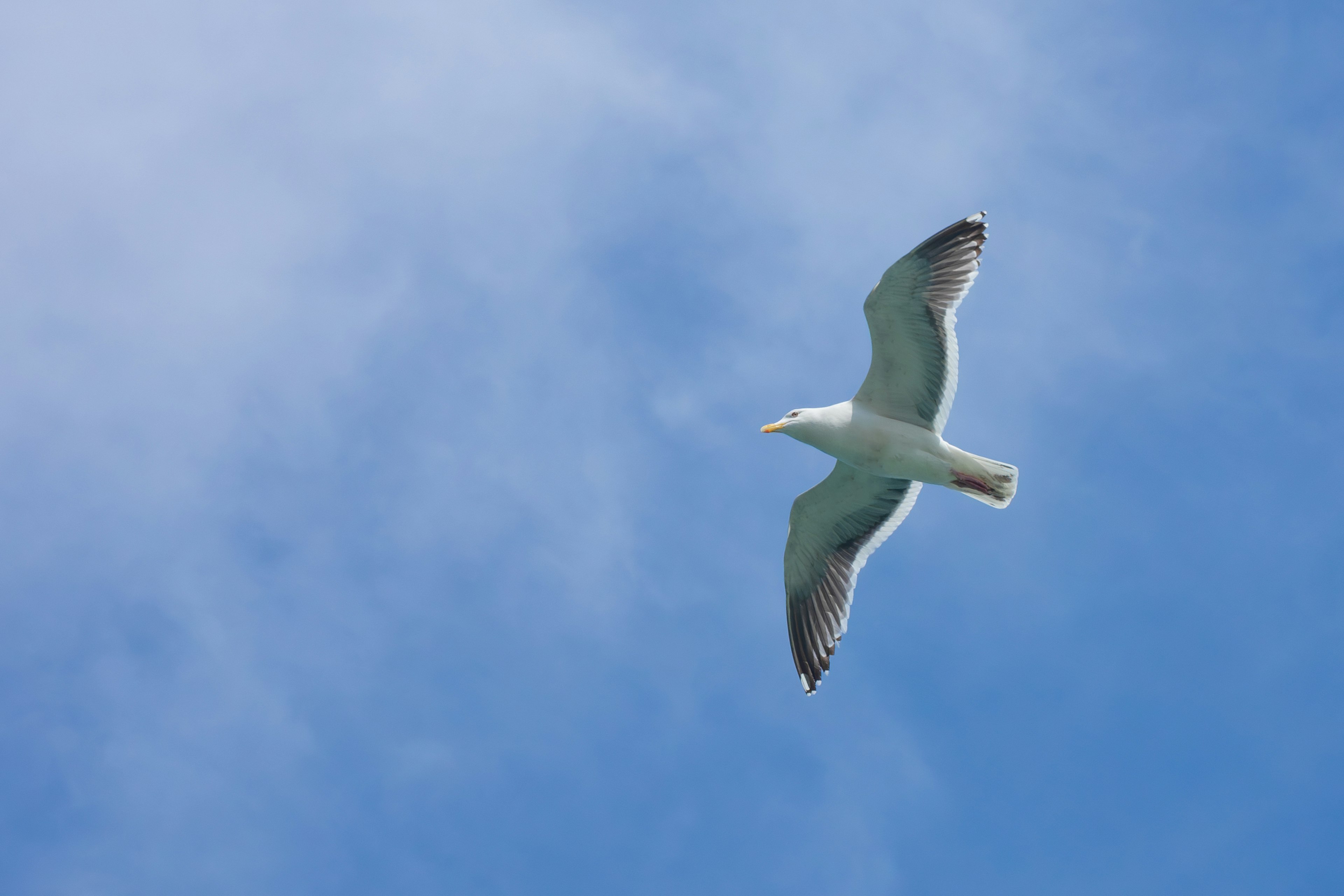 Eine weiße Möwe, die gegen einen blauen Himmel fliegt