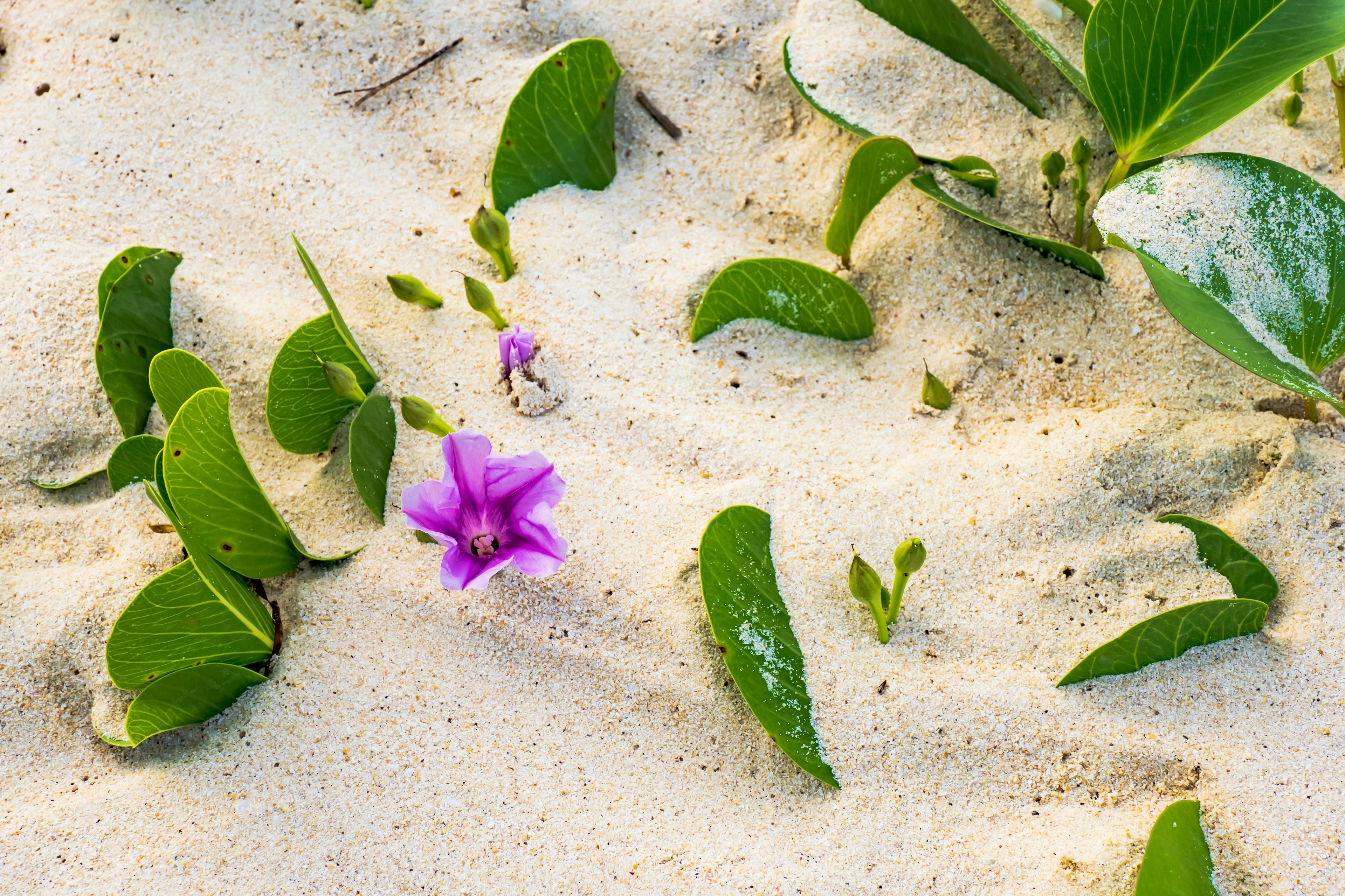 Lila Blume und grüne Blätter auf dem Sandstrand verstreut