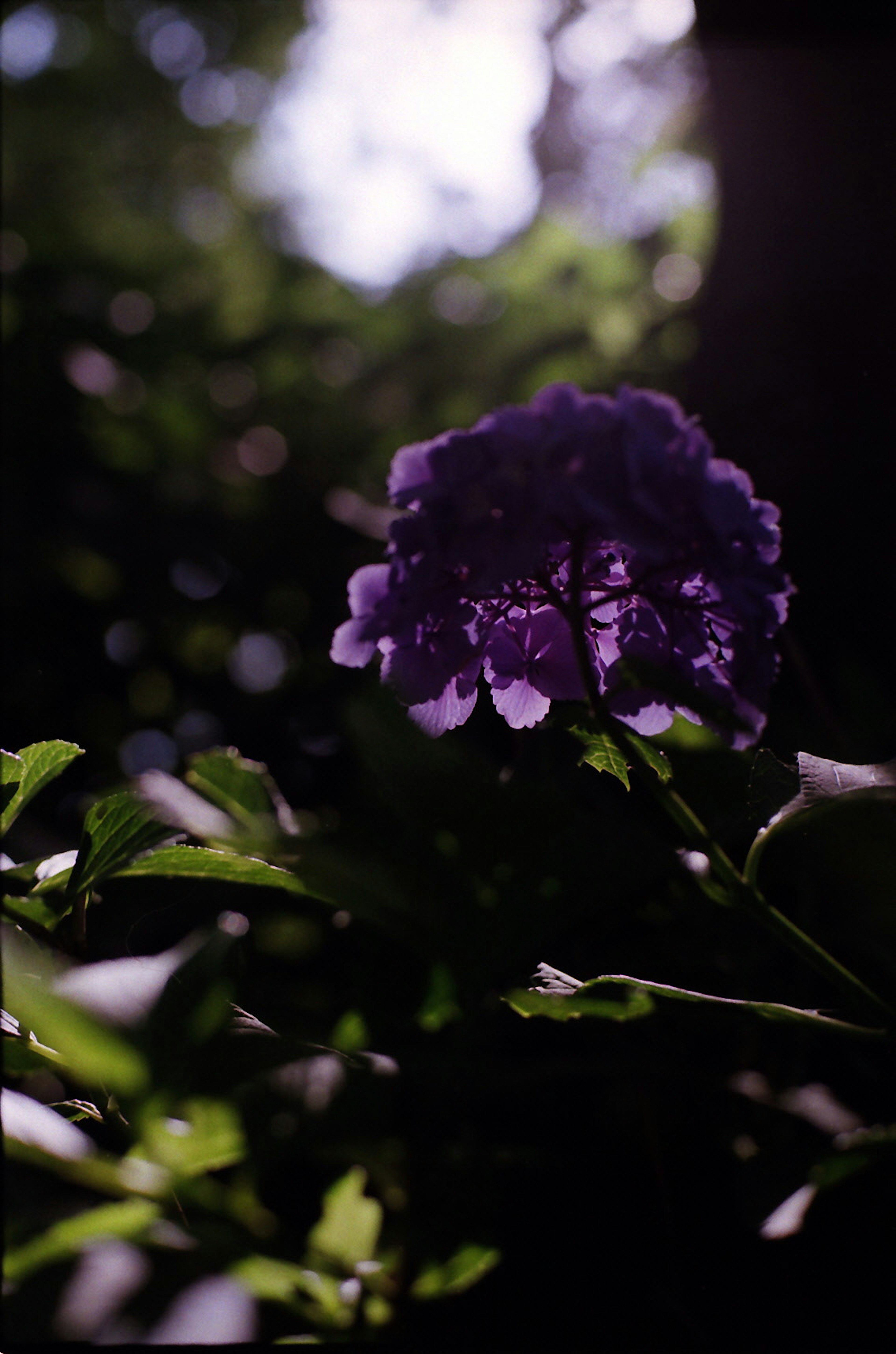 Imagen de una flor morada con hojas verdes contra un fondo borroso