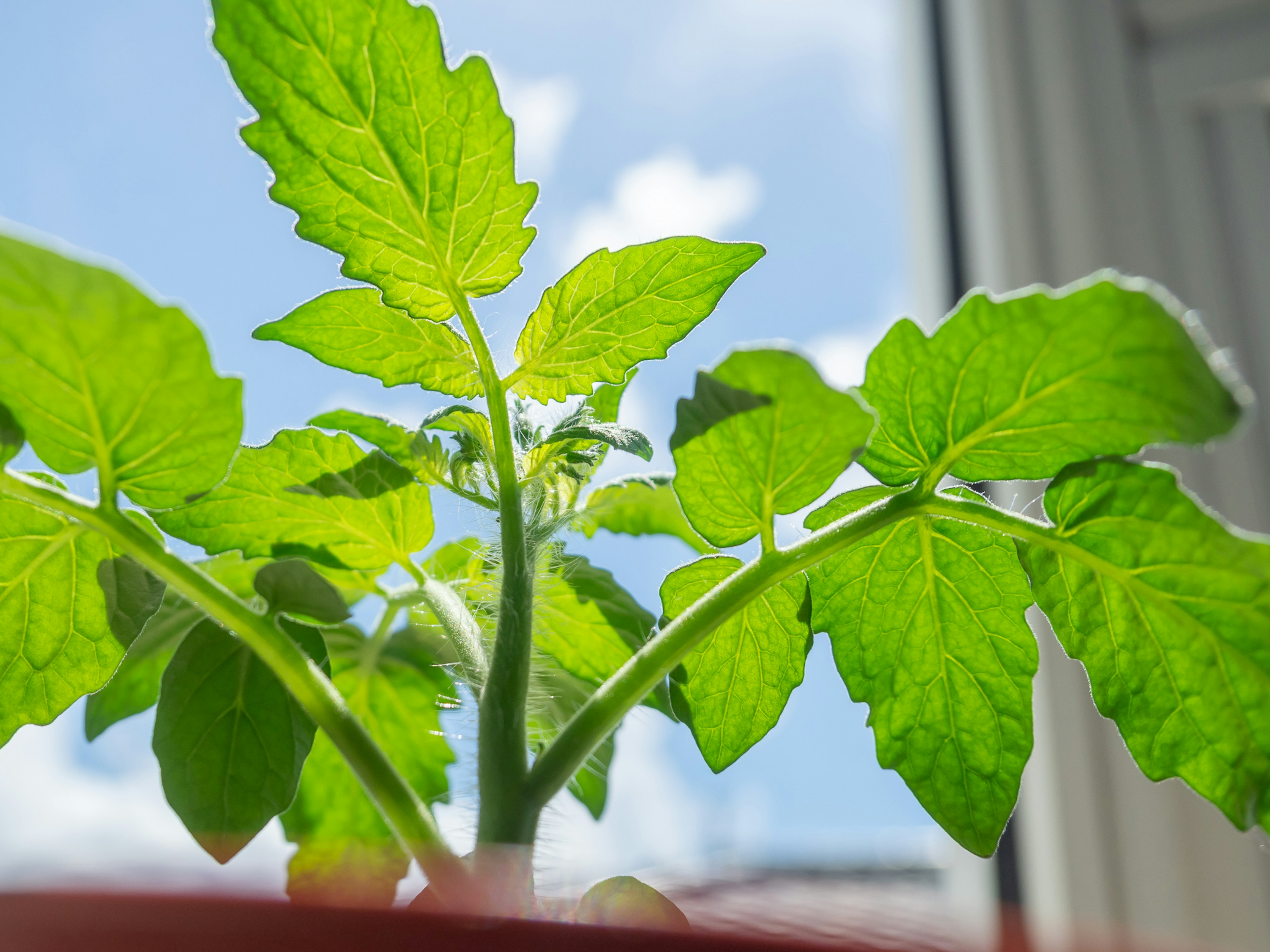 Lebendige grüne Tomatenblätter vor blauem Himmel