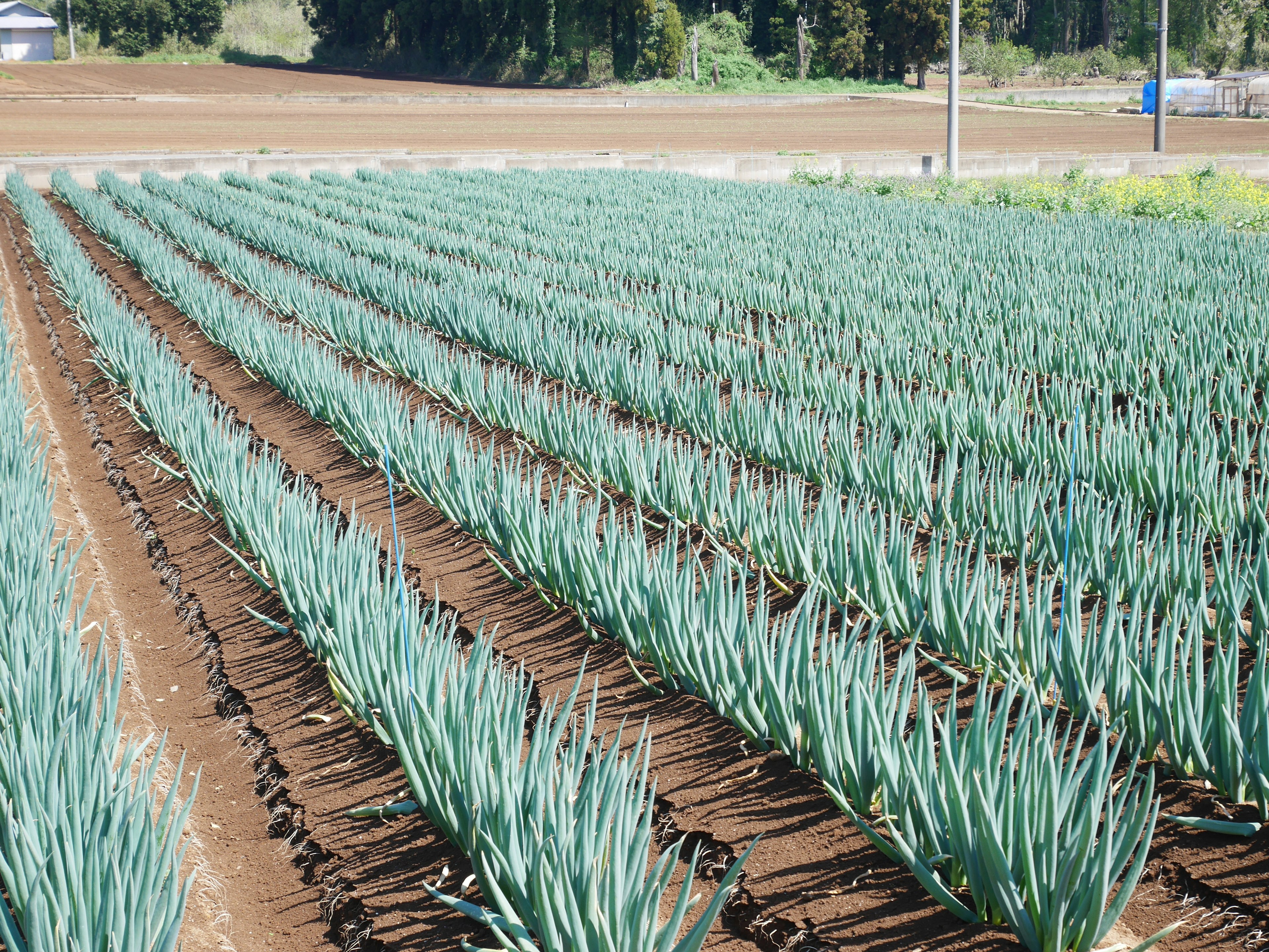 Campo de cebollas verdes exuberantes con filas de plantas