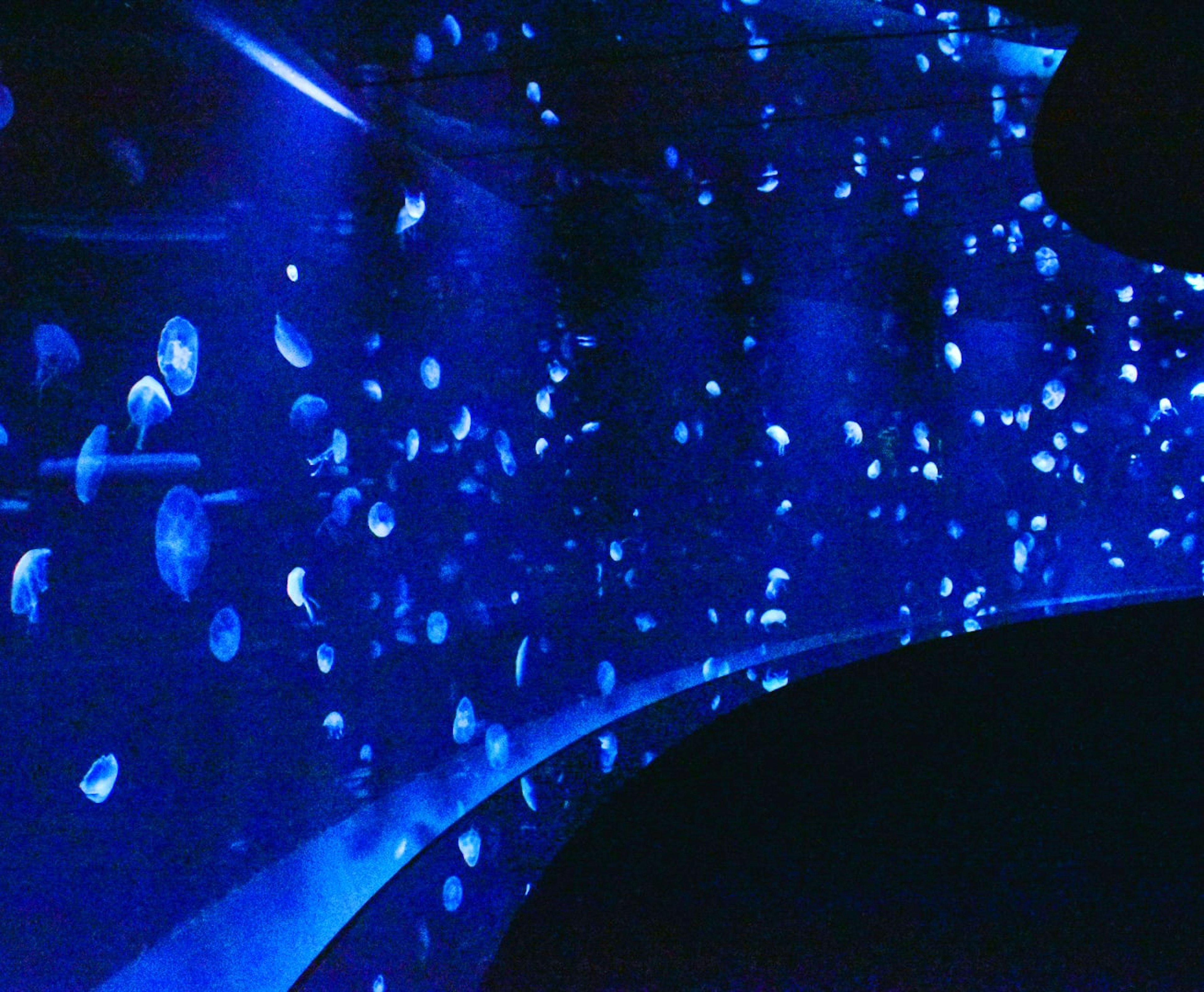 Aquarium tunnel featuring jellyfish illuminated in blue light