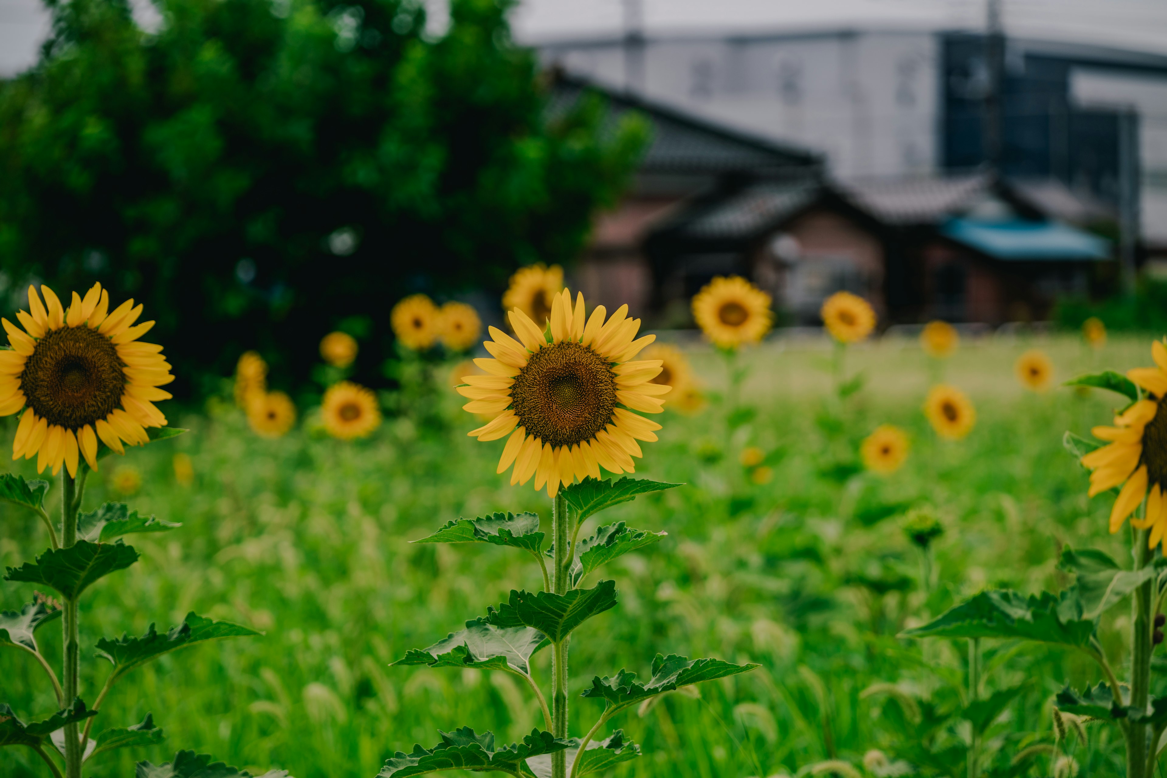 Brillantes girasoles floreciendo en un campo verde