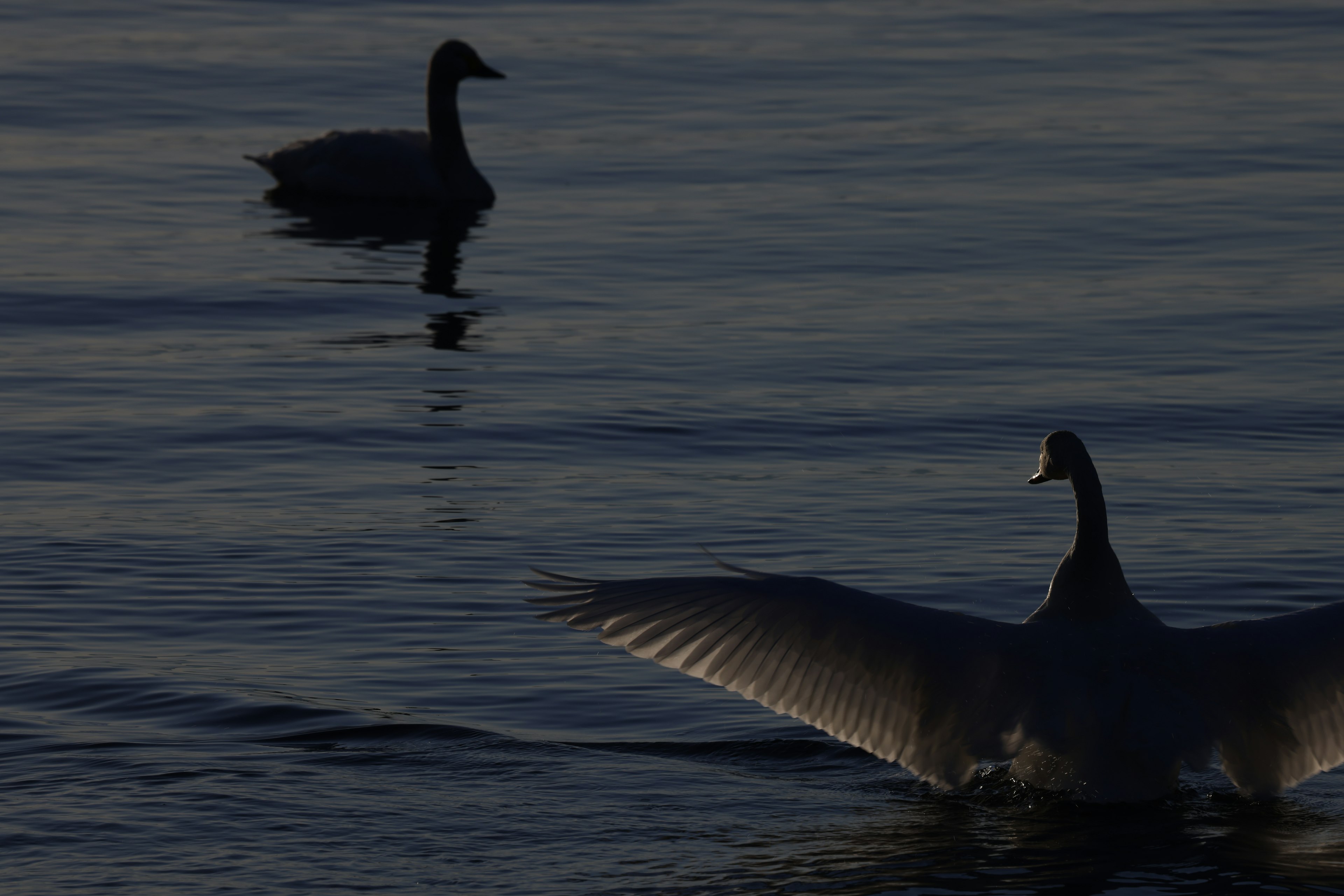 Due cigni sulla superficie dell'acqua con i loro riflessi