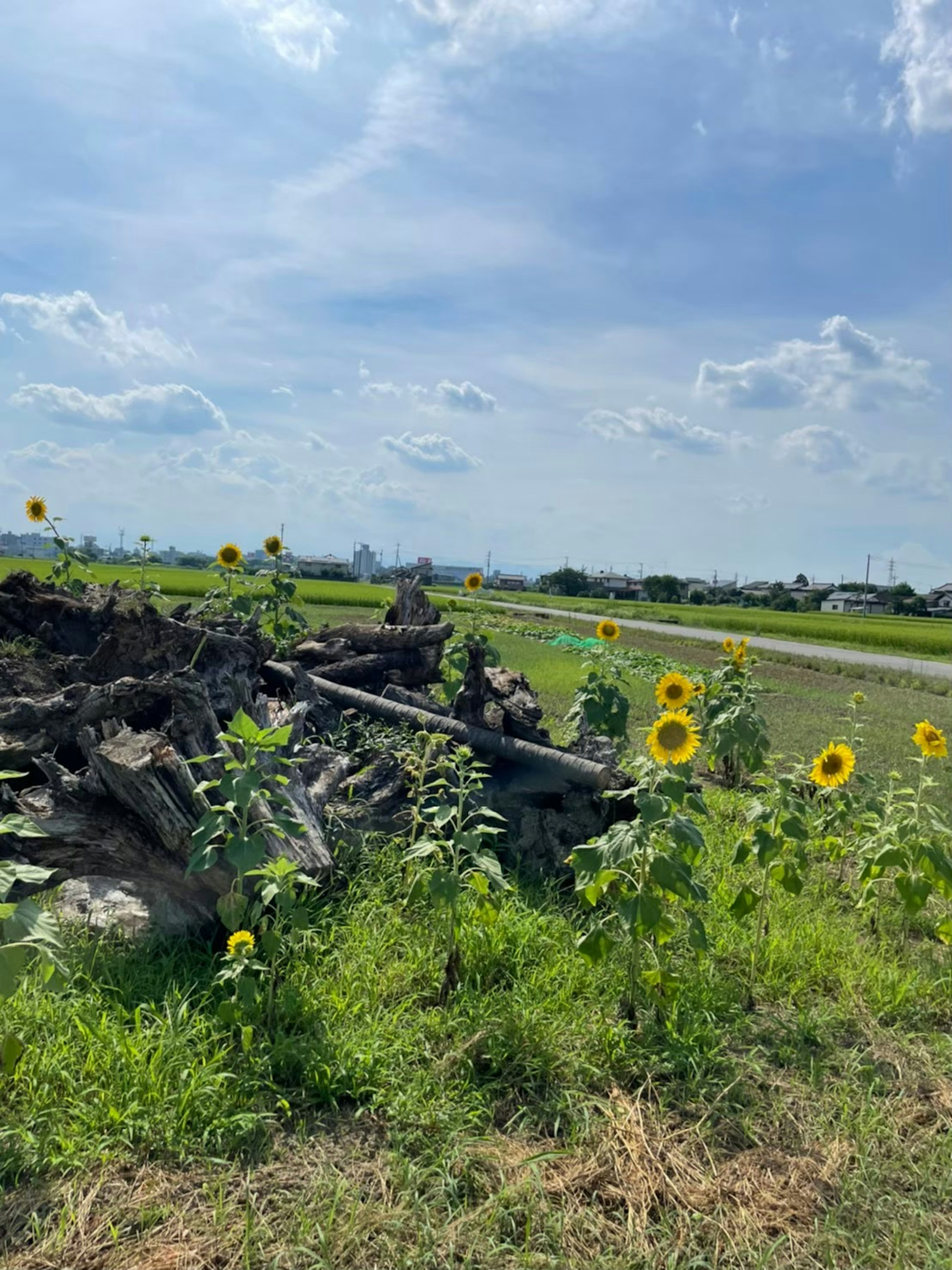 Un champ de tournesols sous un ciel bleu avec des nuages épars