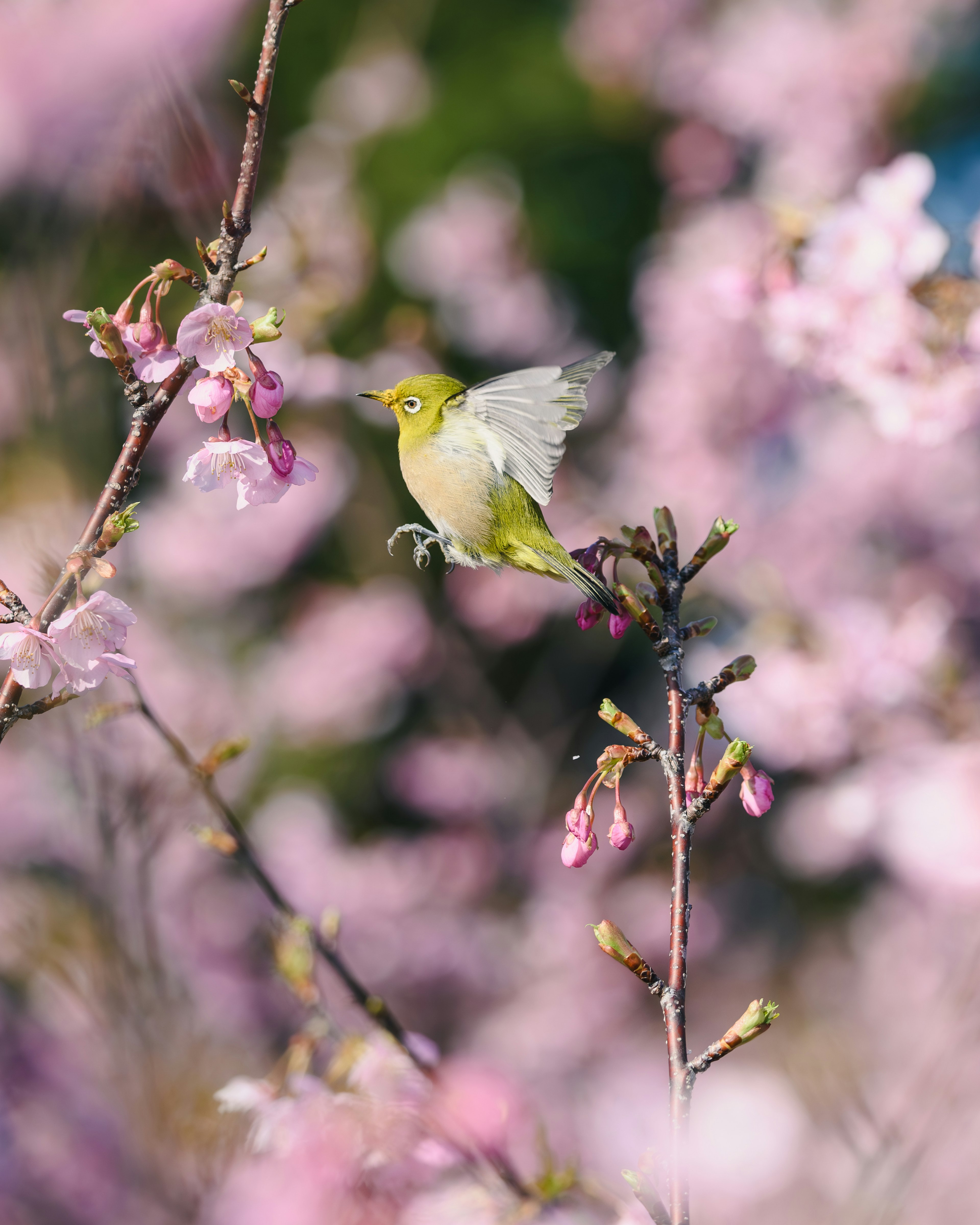 桜の花の中を飛ぶ小さな緑色の鳥