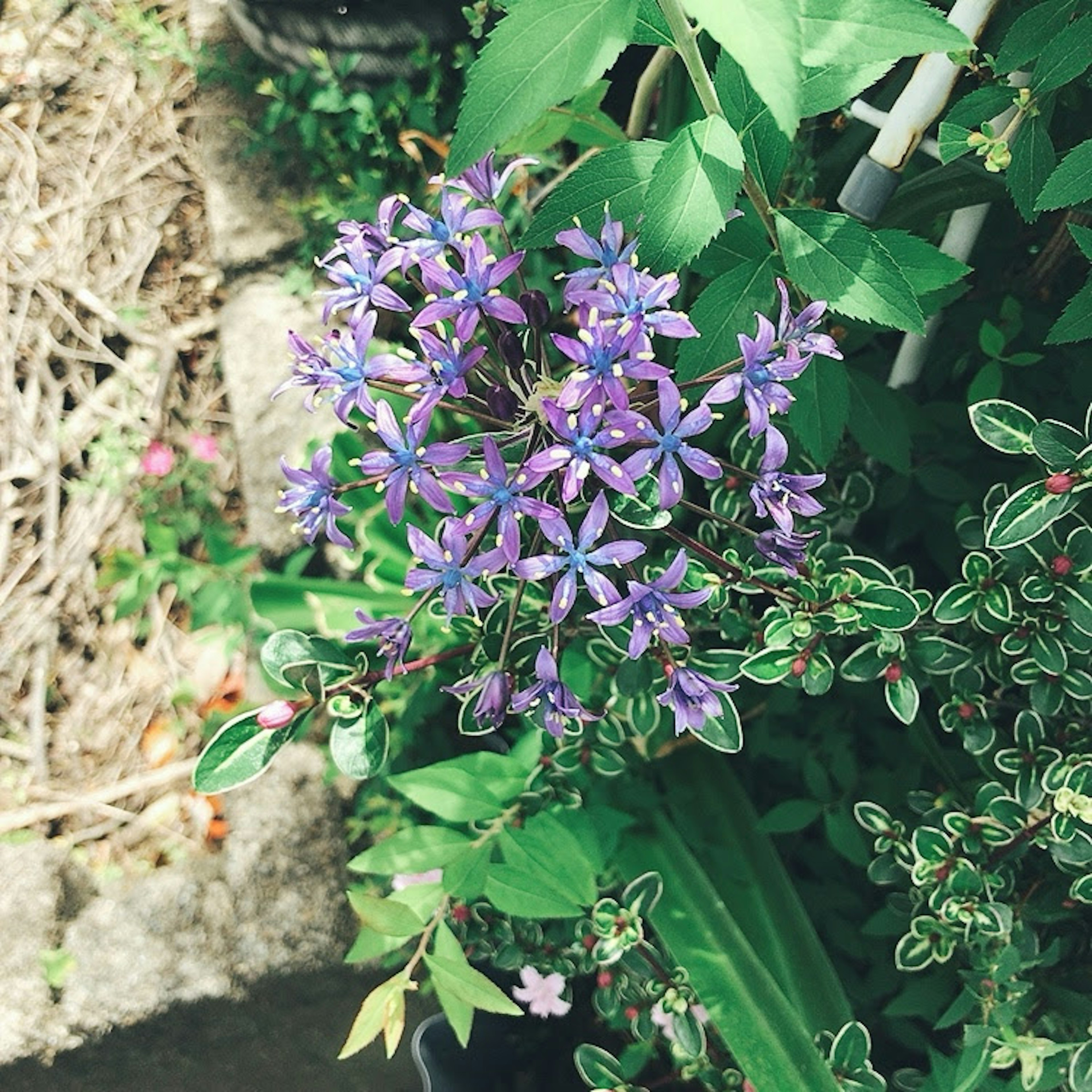 푸른 잎사귀 사이에 있는 생생한 보라색 꽃다발