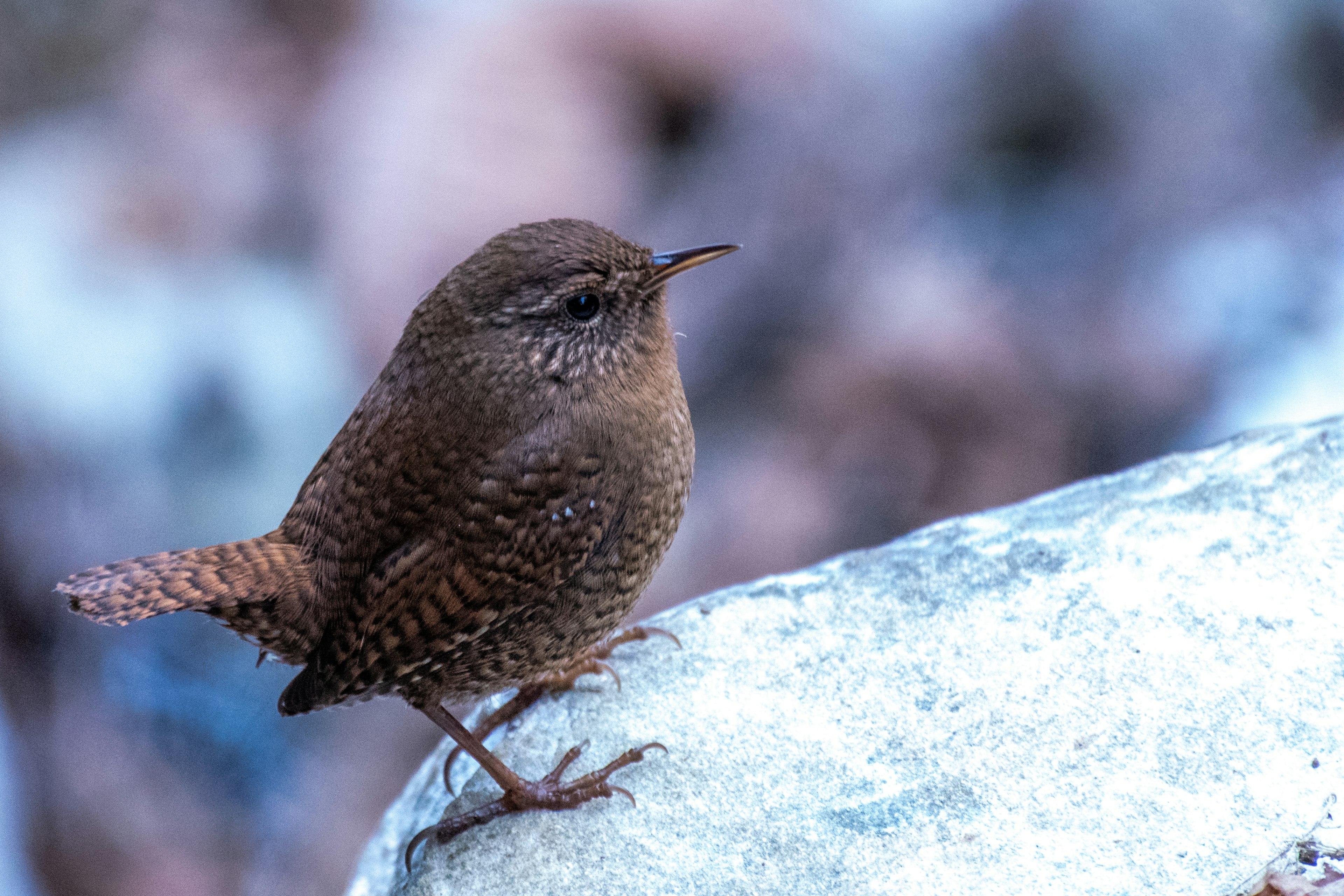 Ein kleiner brauner Vogel sitzt auf einem Stein