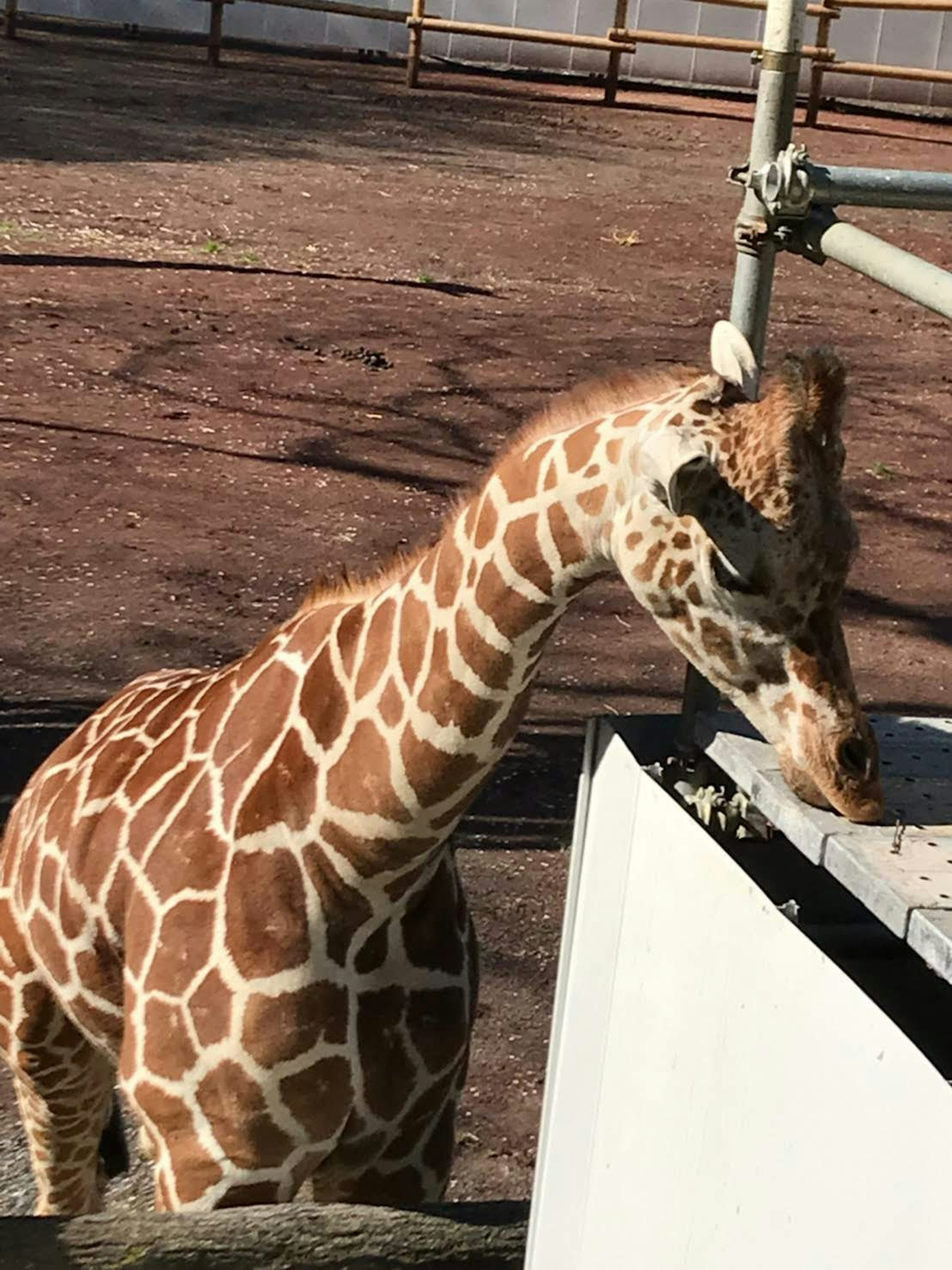 正在彎腰喝水的長頸鹿，背景有動物園圍籬