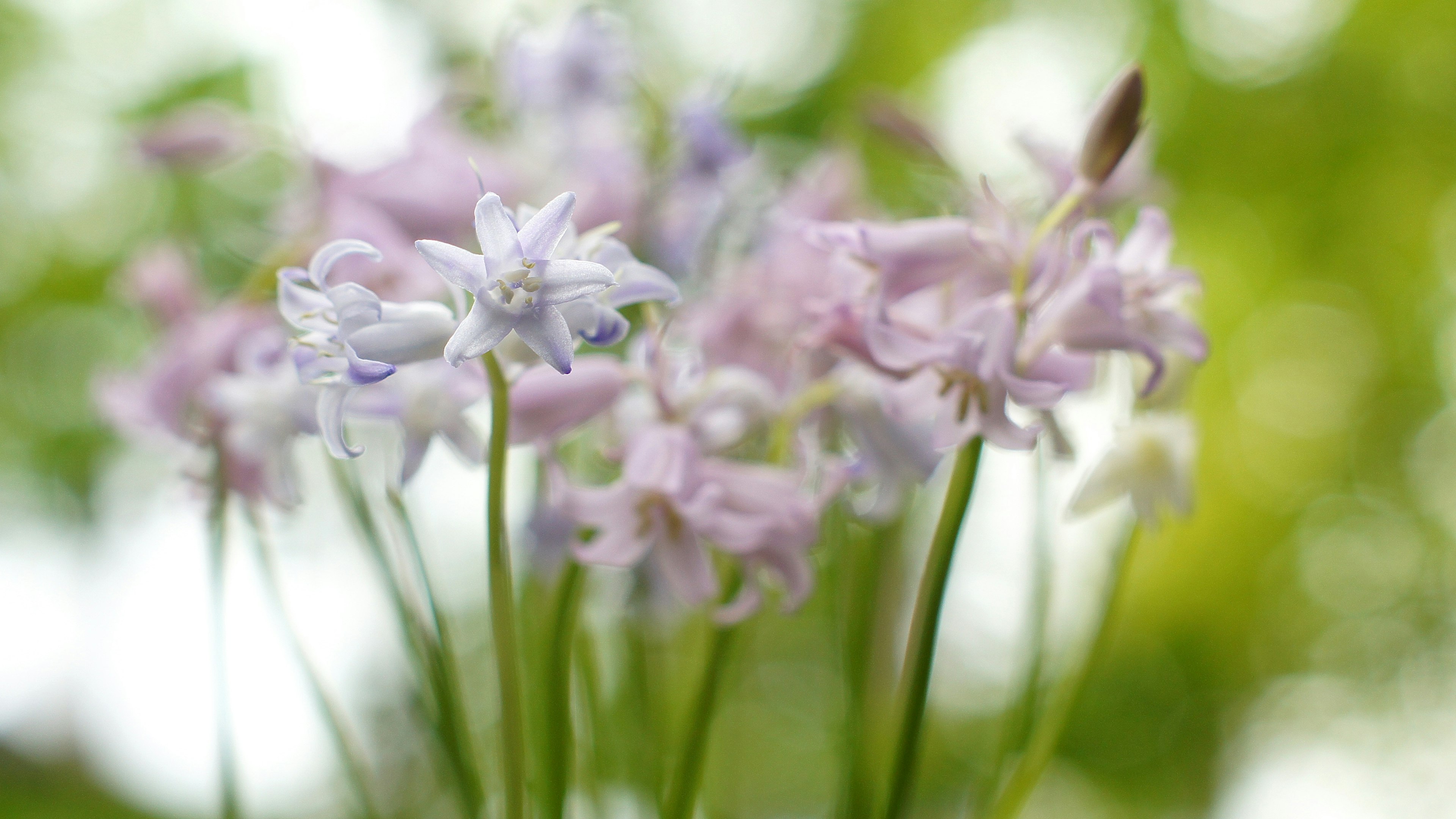 Un hermoso ramo de flores moradas y azules pálidas contra un fondo verde vibrante