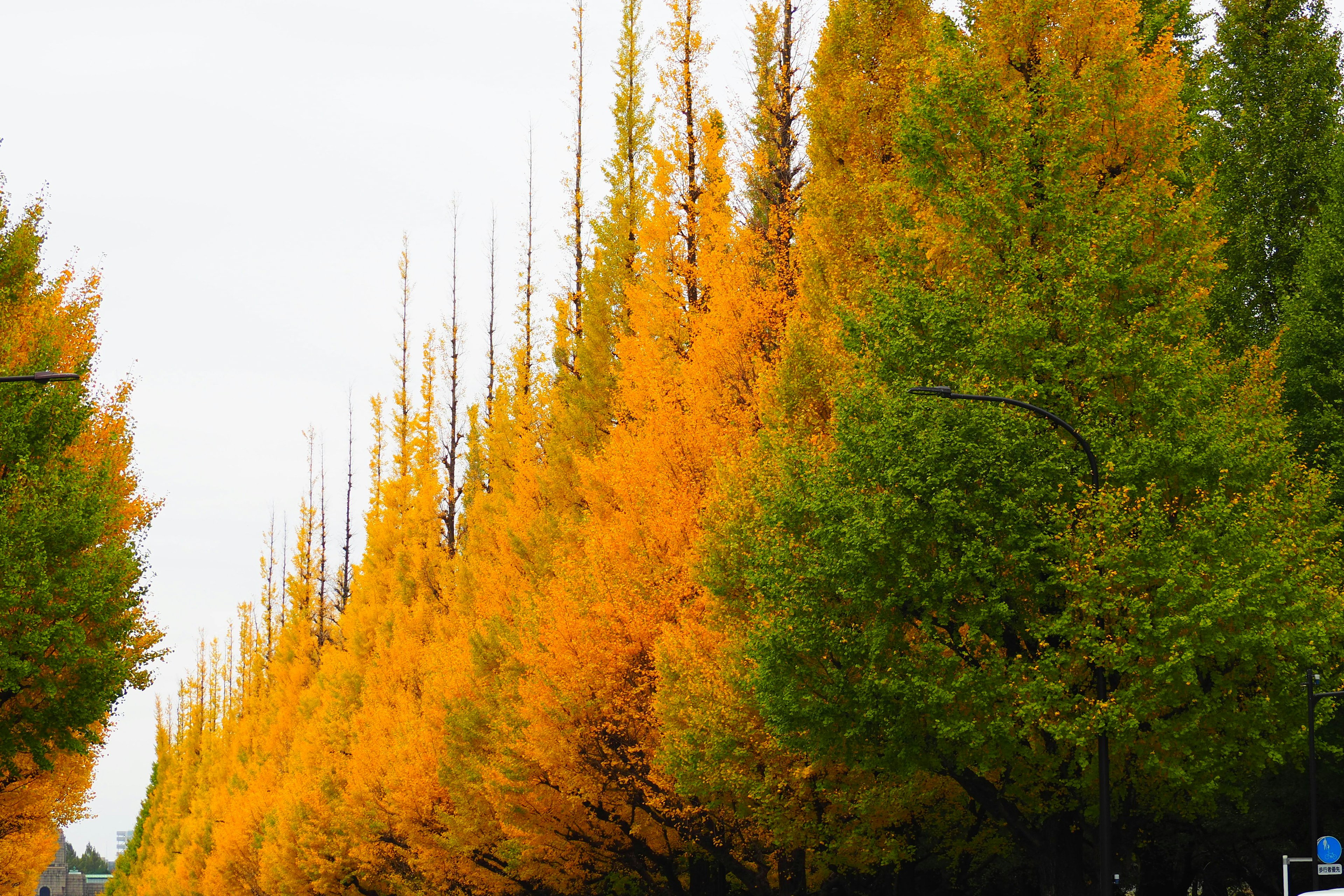 Row of yellow ginkgo trees alongside green trees