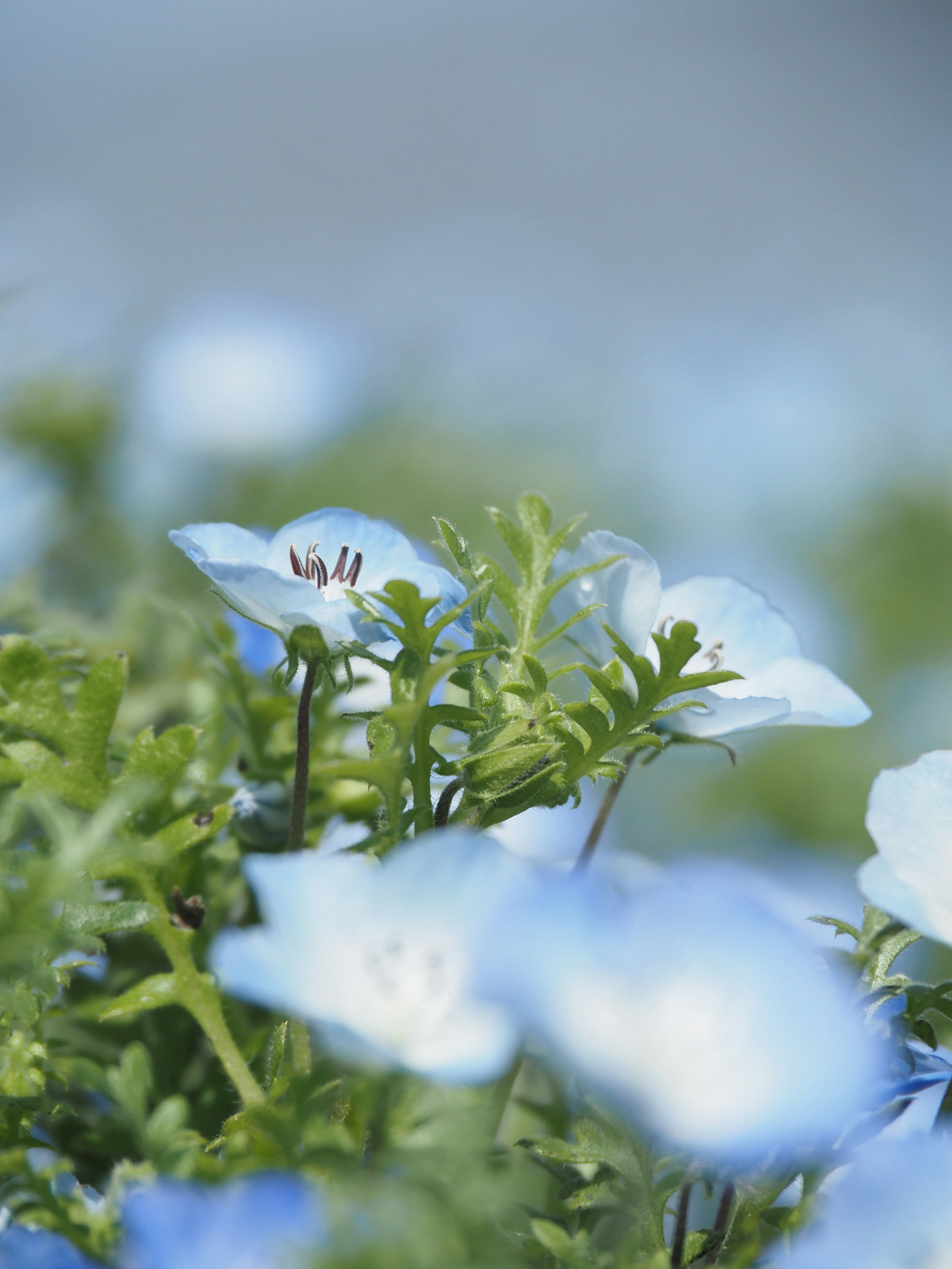 Zarte blaue Blumen mit grünem Laub in einer ruhigen Landschaft