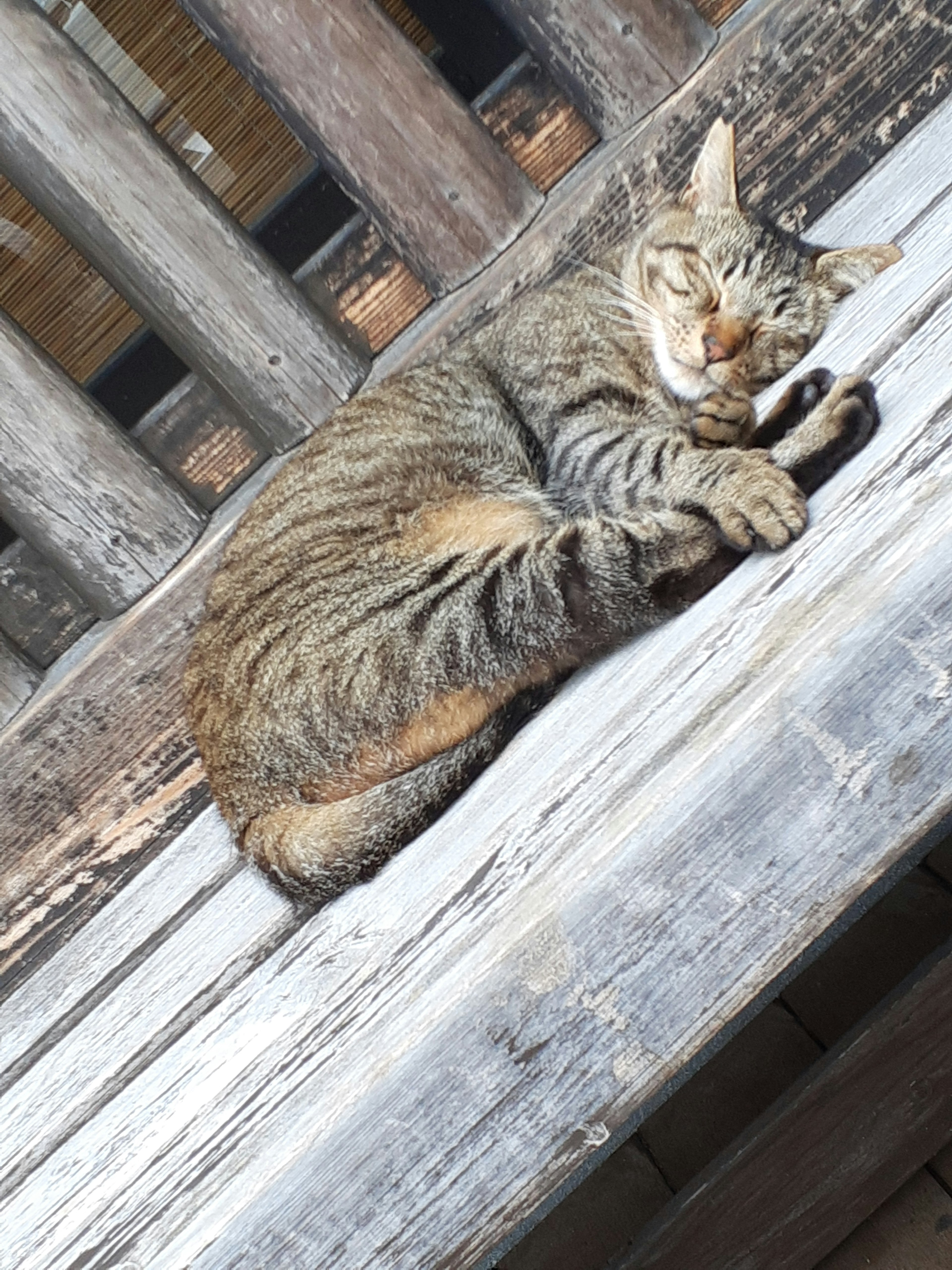 A tabby cat sleeping on a wooden bench