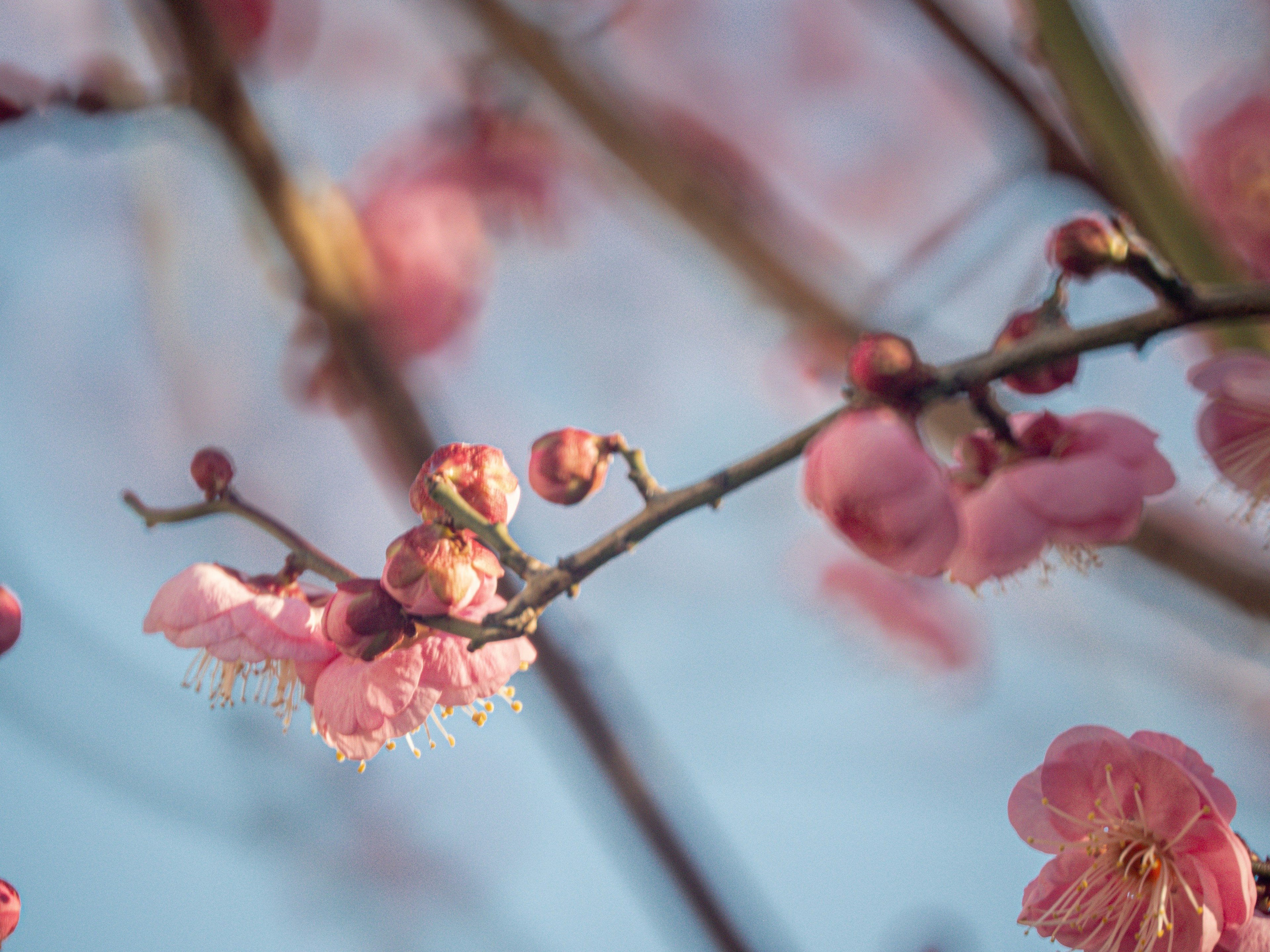 Gros plan de belles fleurs de cerisier sous un ciel bleu