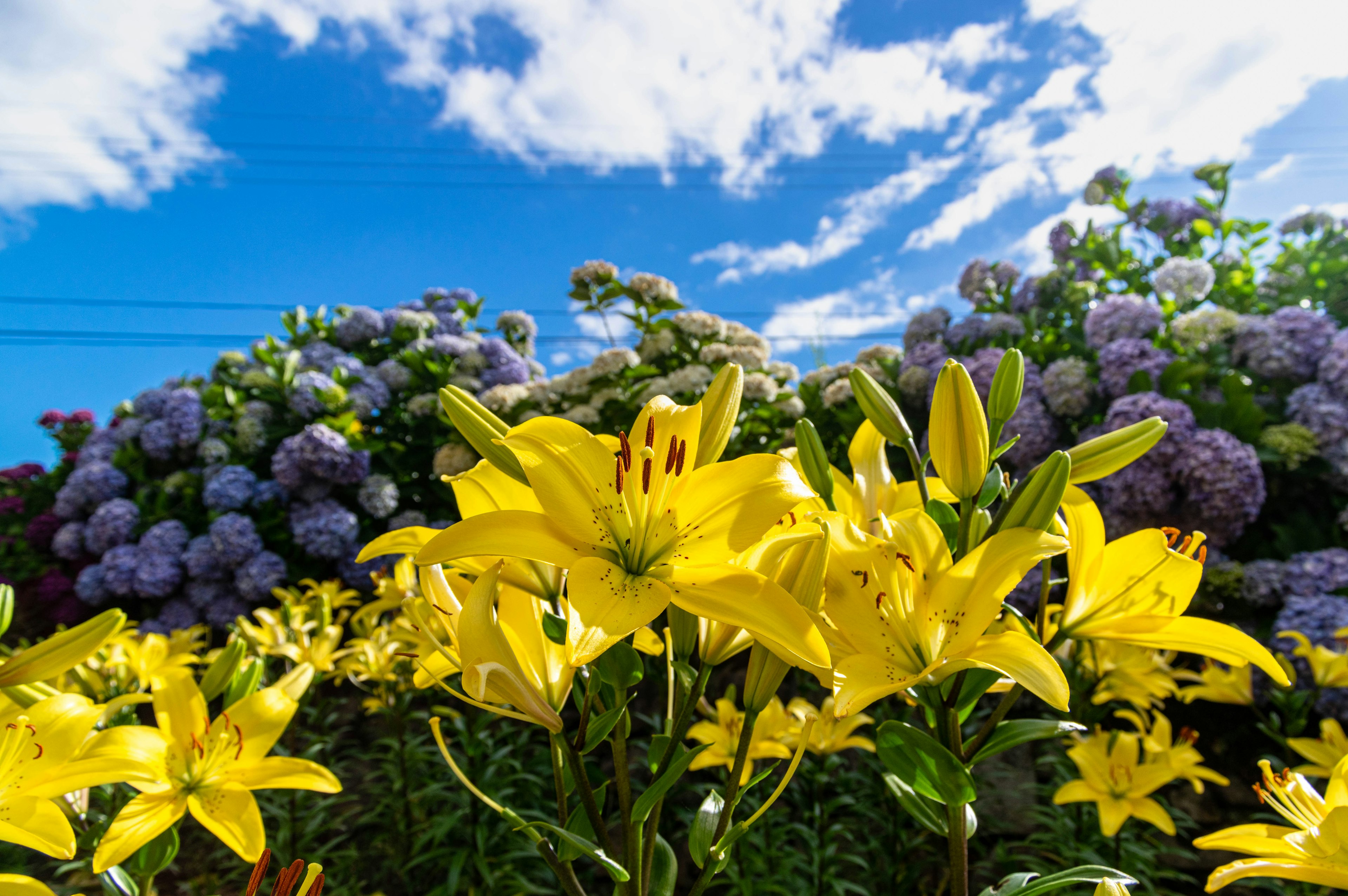 Una escena vibrante con lirios amarillos en primer plano y flores moradas con un cielo azul y nubes blancas de fondo