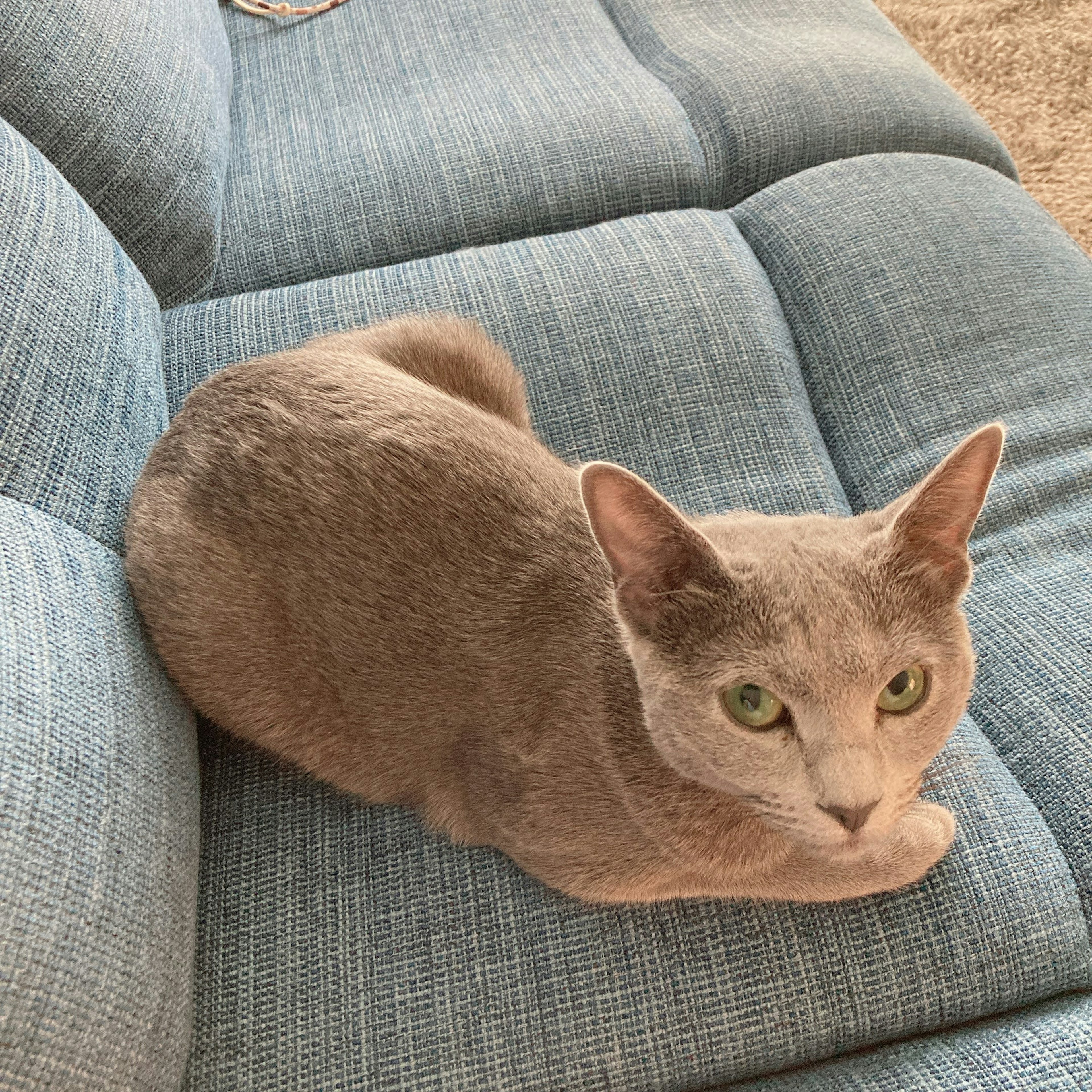 Un chat gris se reposant sur un canapé bleu