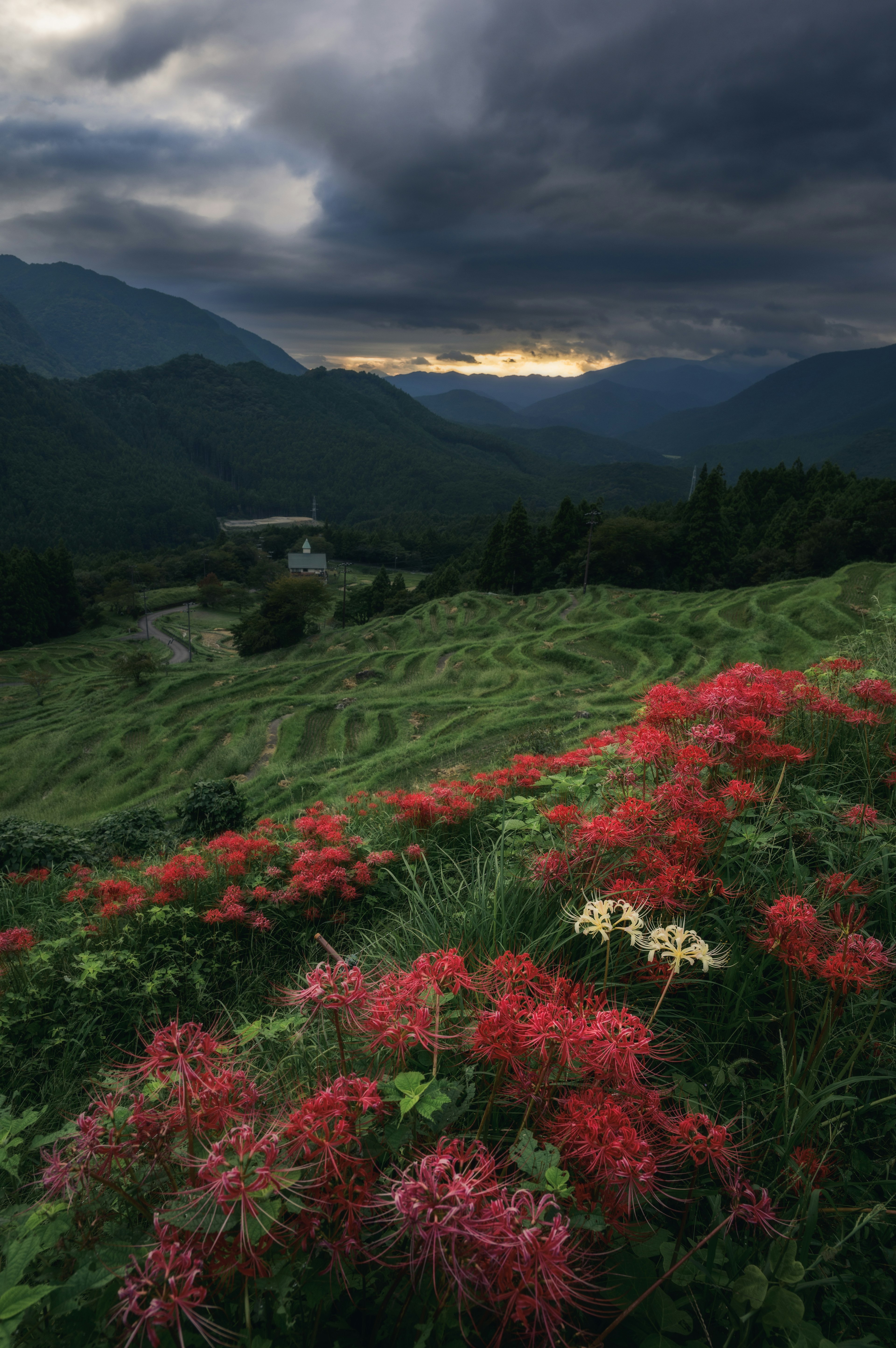 背景是绿色山丘上鲜艳红花的风景