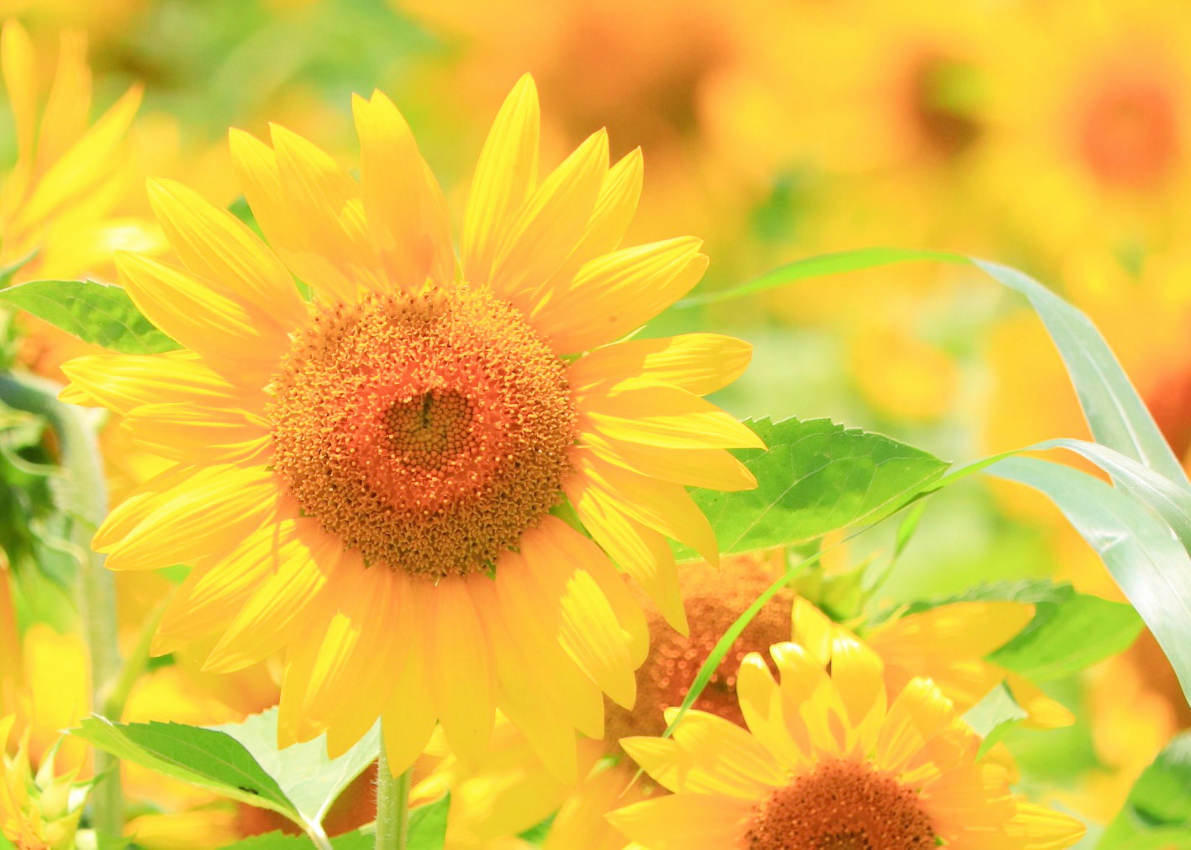 Helles Feld mit blühenden Sonnenblumen