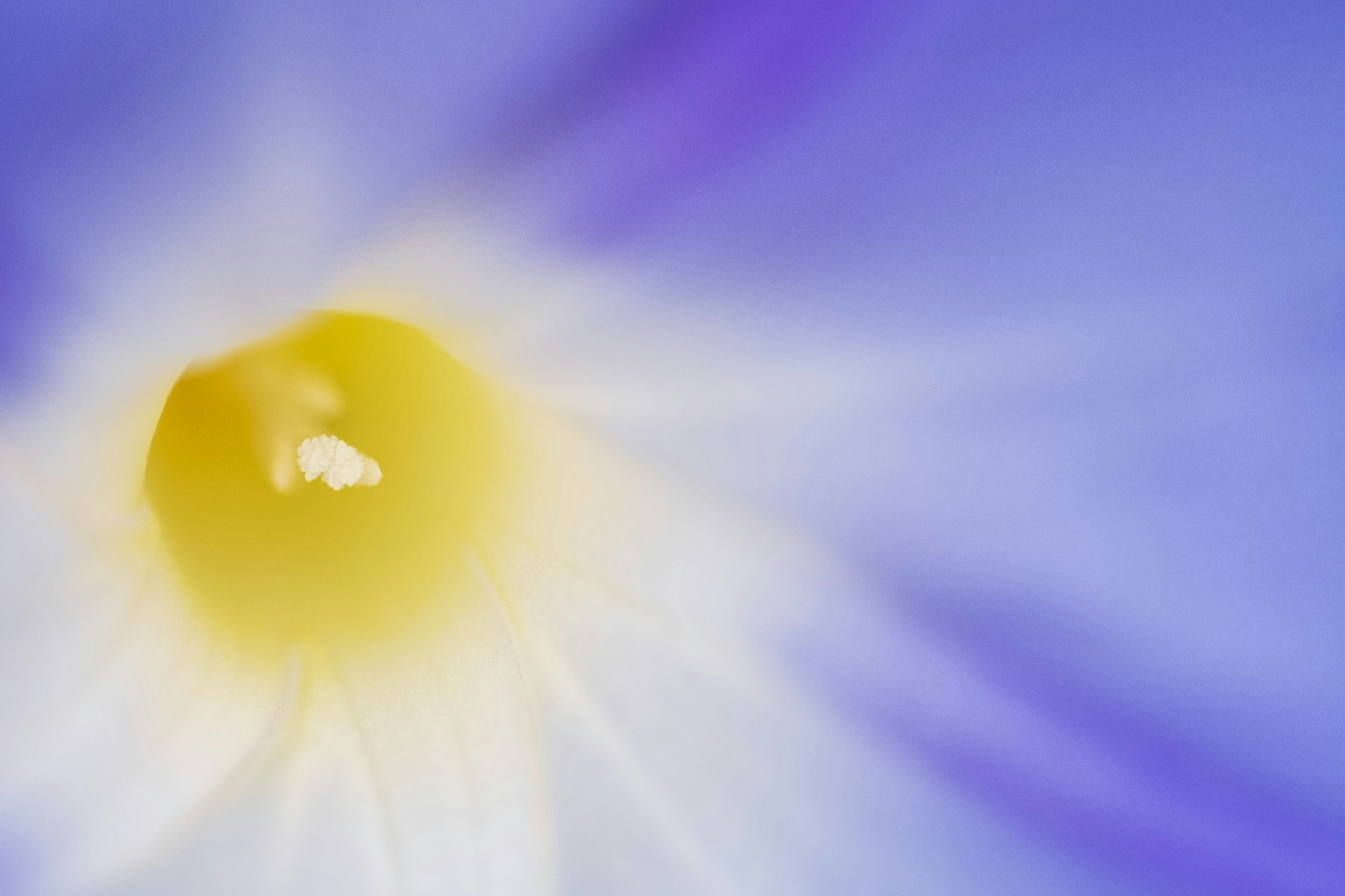 Blurred close-up of a blue-purple flower with a yellow center and soft light