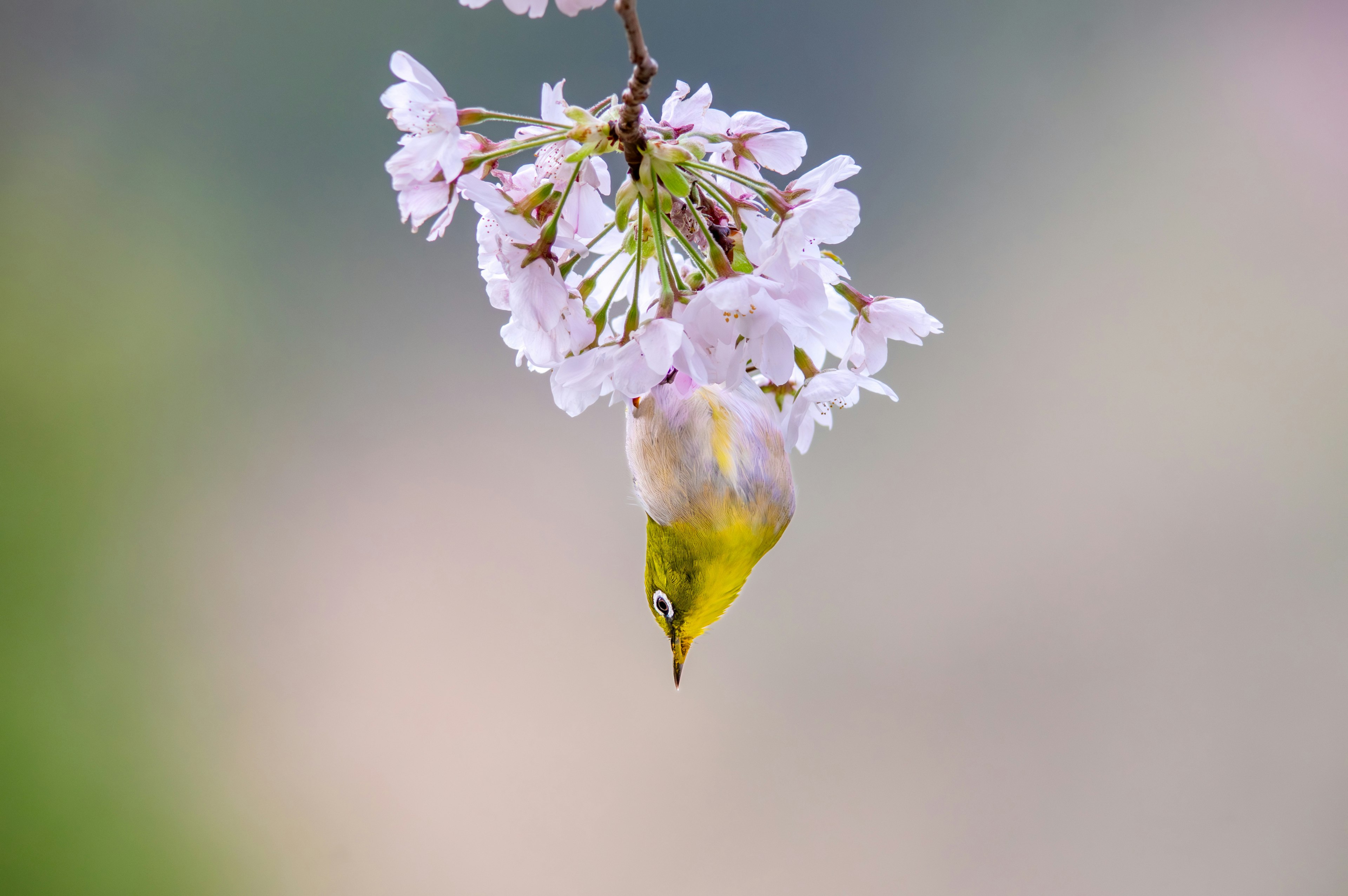 Ein kleiner Vogel, der kopfüber von Kirschblüten hängt