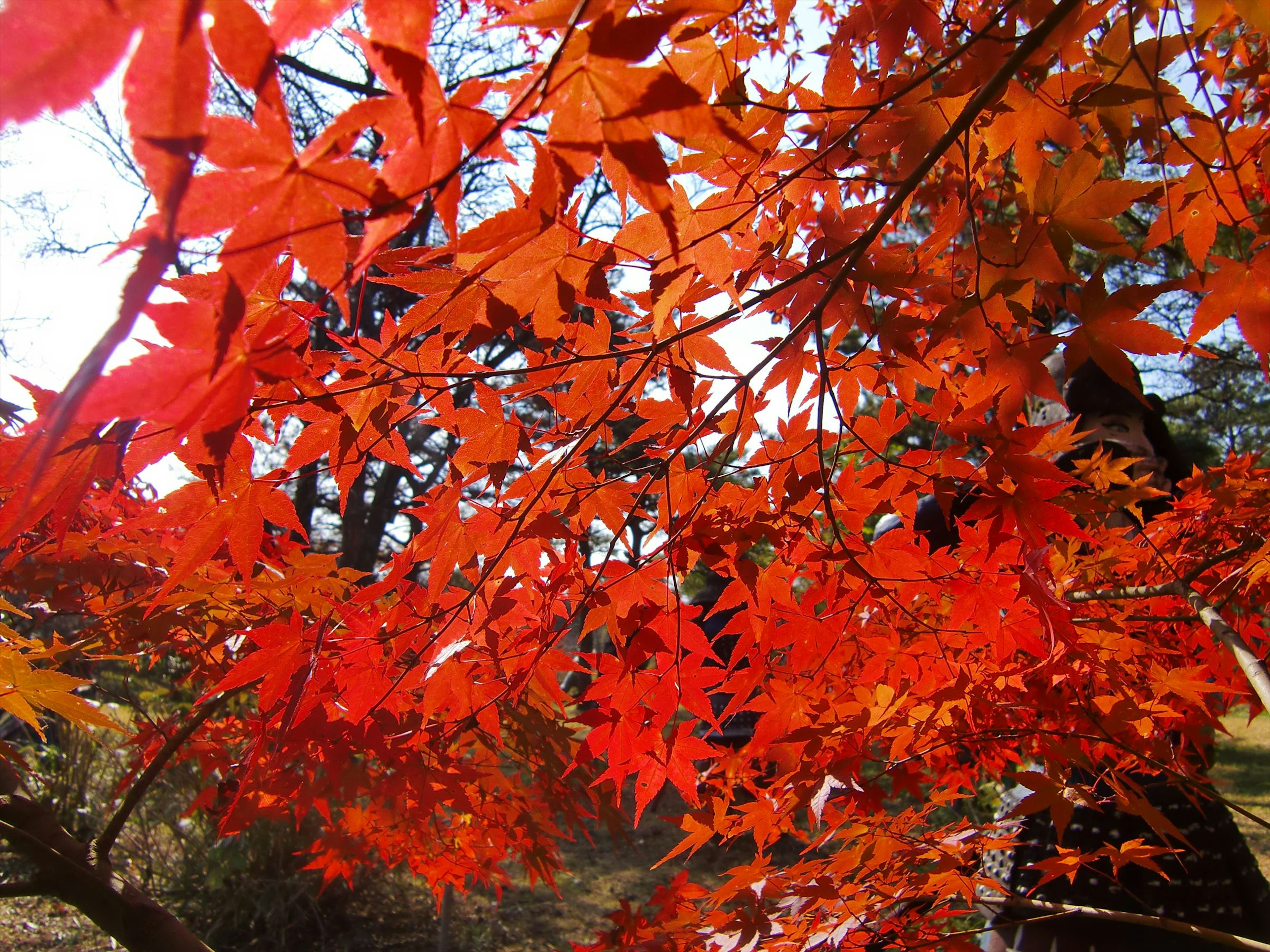 Vibrant red maple leaves against a blue sky