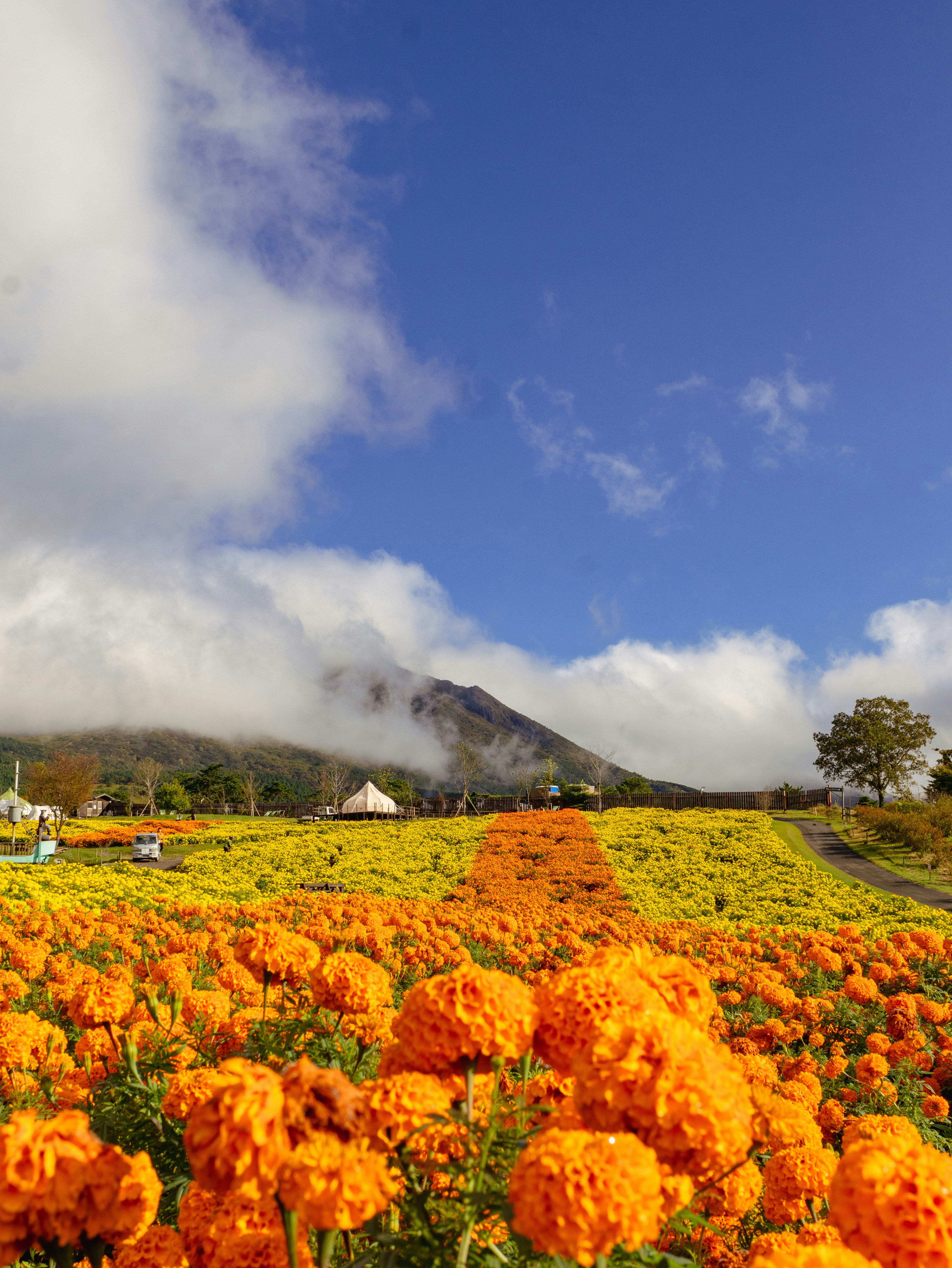 Lebendige orangefarbene Ringelblumen in einer malerischen Landschaft unter blauem Himmel