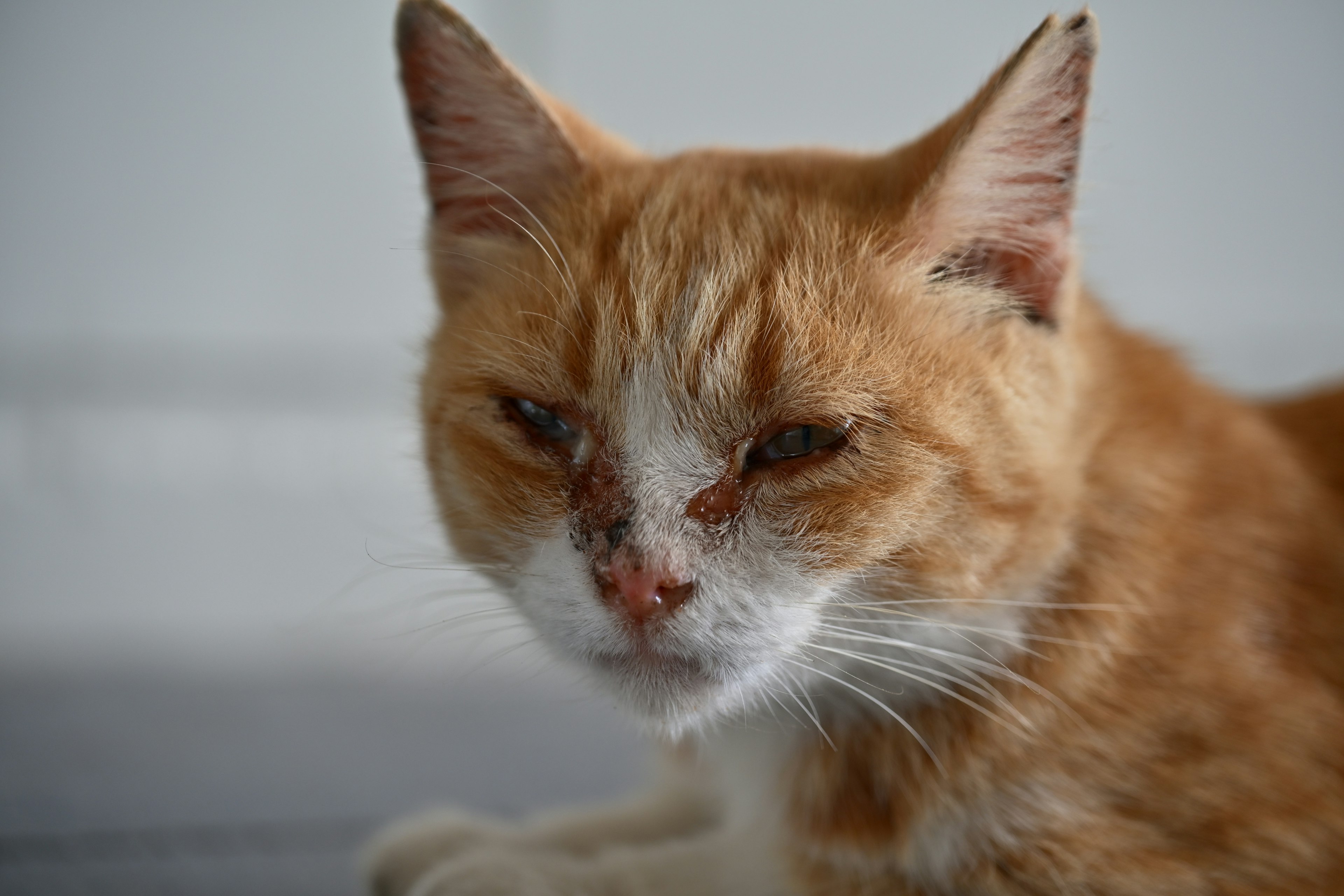 Close-up of an orange cat with a focused expression