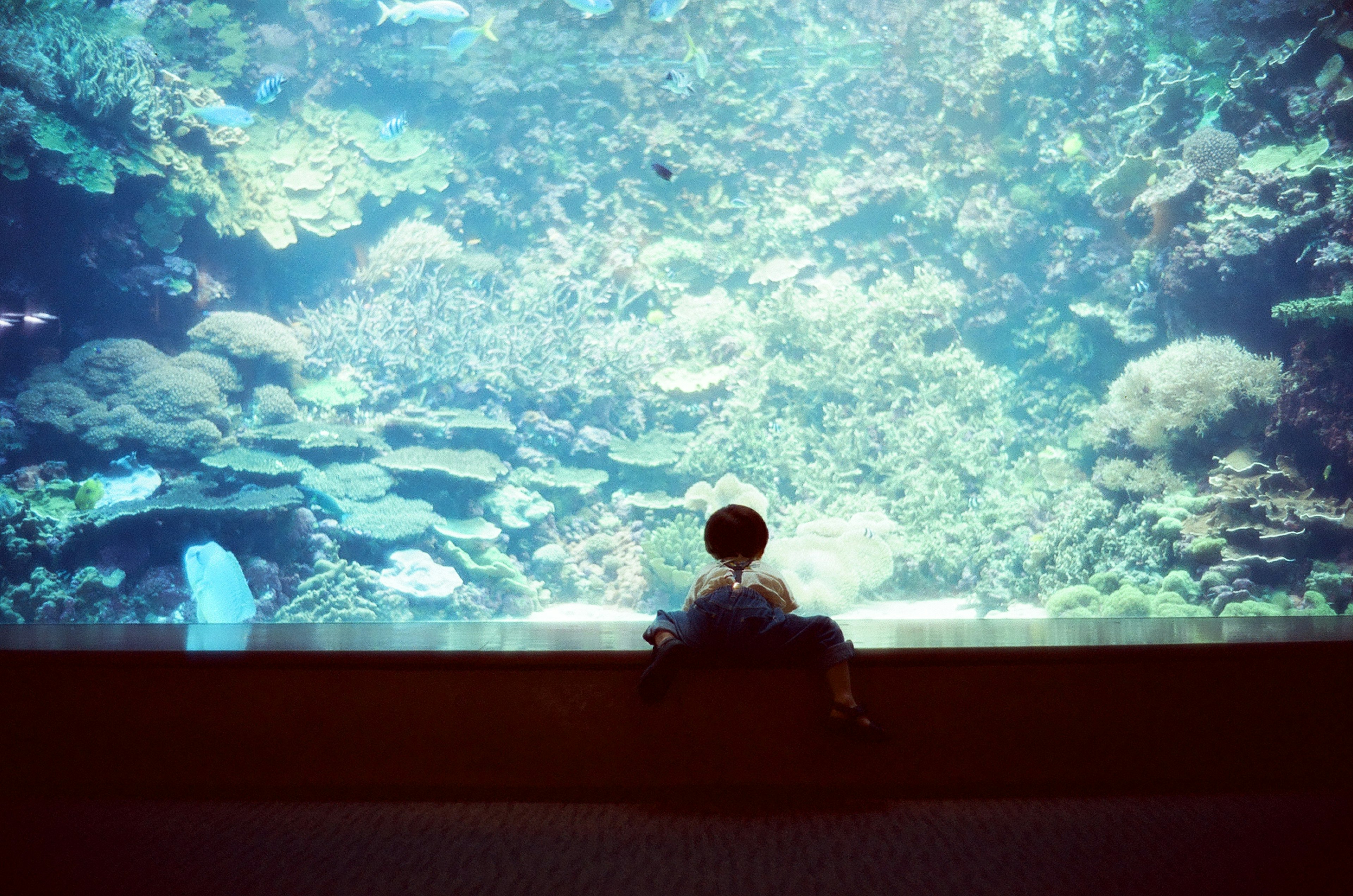 一个孩子坐在一个大型水族馆前，里面有五彩缤纷的珊瑚和鱼