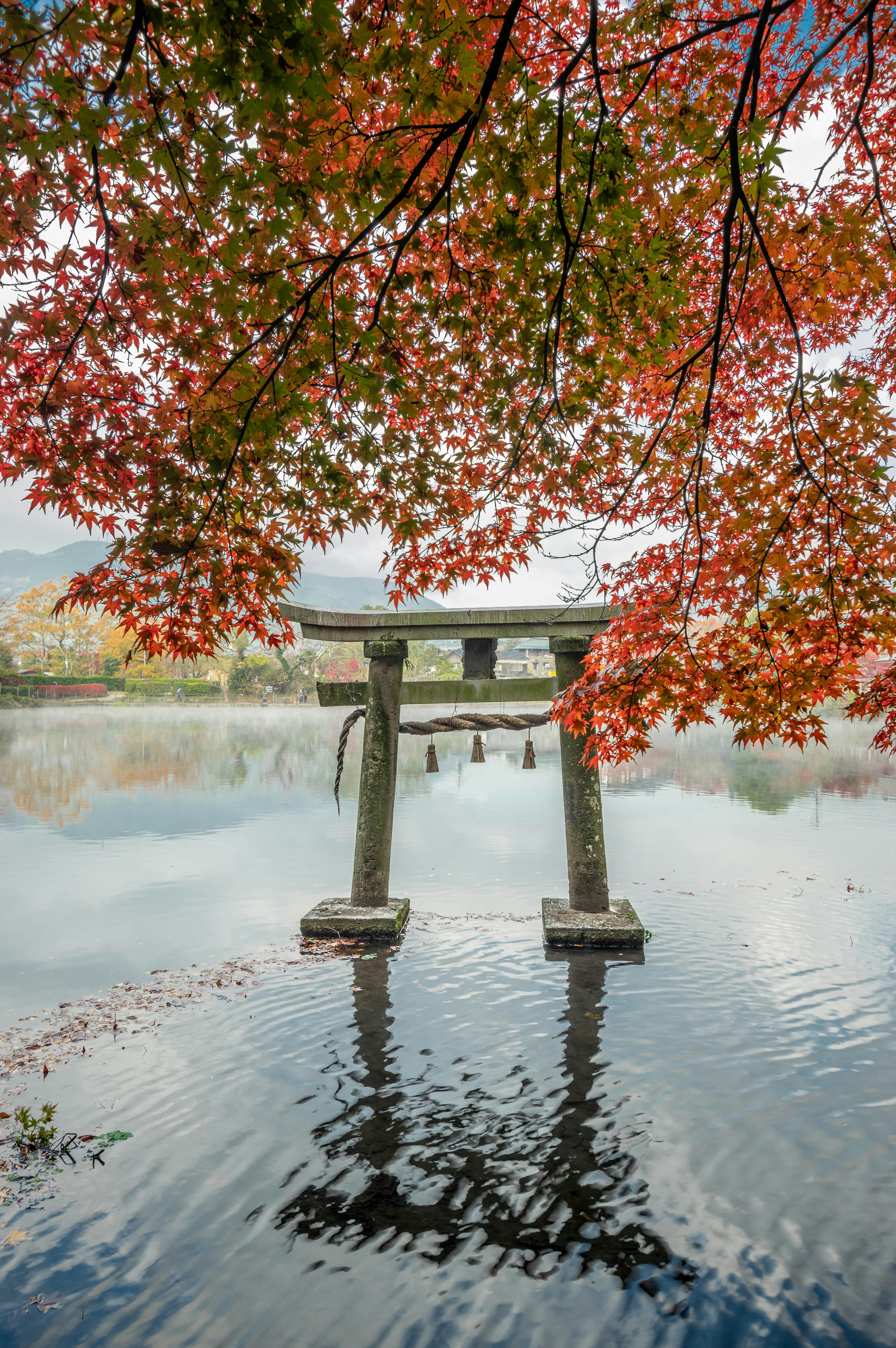 Torii ที่สะท้อนในน้ำใต้ใบไม้สีแดงสด