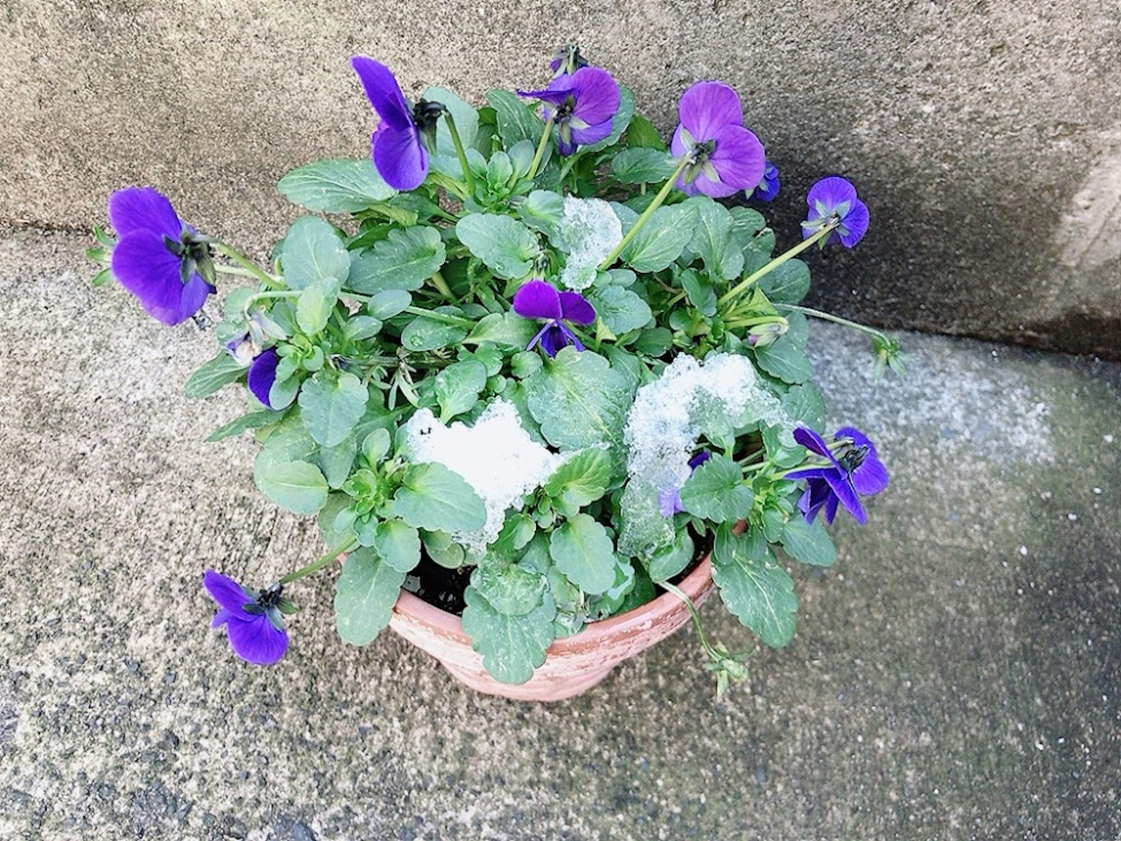 Planta en maceta con flores moradas y hojas verdes