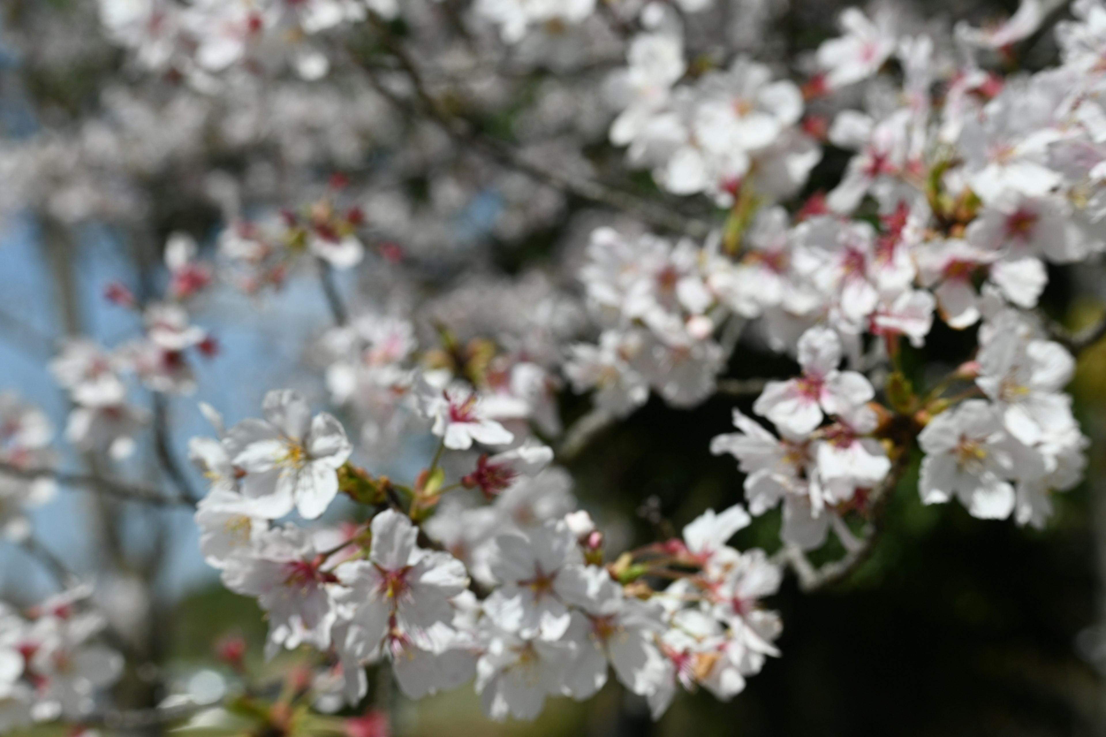 桜の花が咲いている様子のクローズアップ